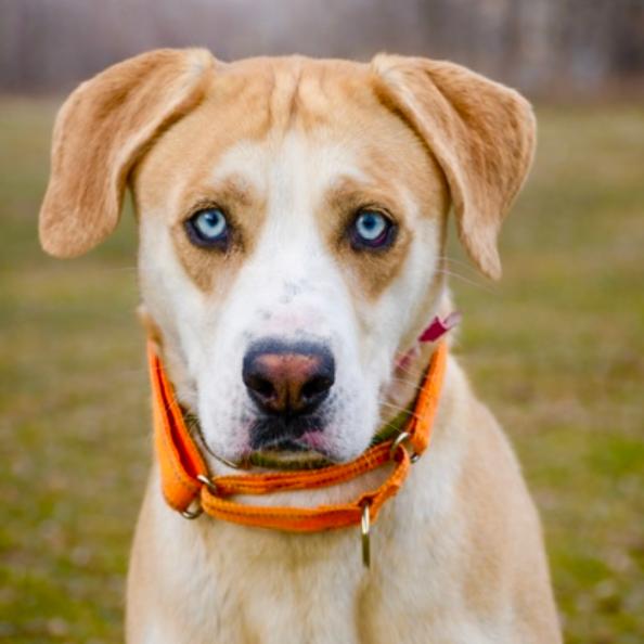 Abigail, Adoptable, Adult Female Labrador Retriever & Siberian Husky.