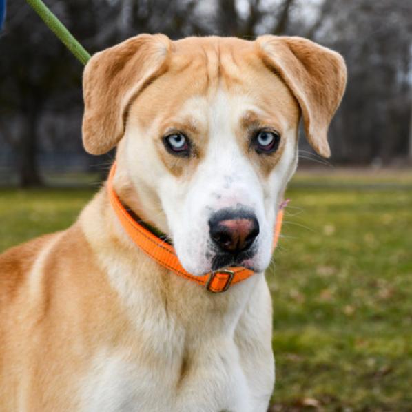 Enlarge Abigail, a Adoptable mixed breed in Tacoma, WA image 2/2