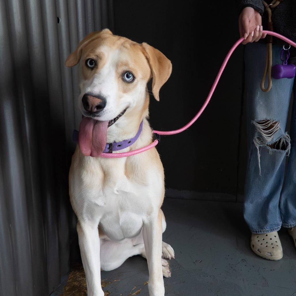 Enlarge Abigail, a Adoptable mixed breed in Tacoma, WA image 6/6