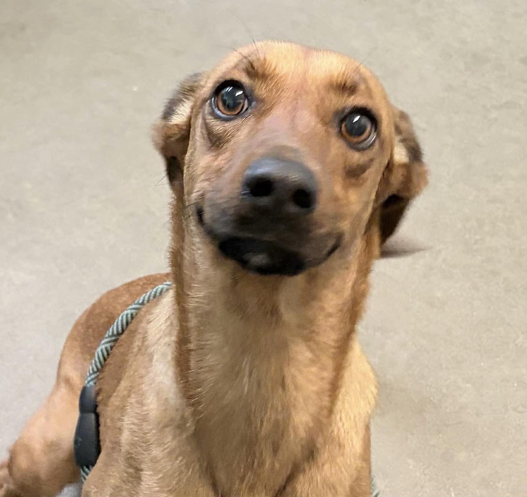 Morgan, ADOPTABLE, Adult Female Mixed Breed.