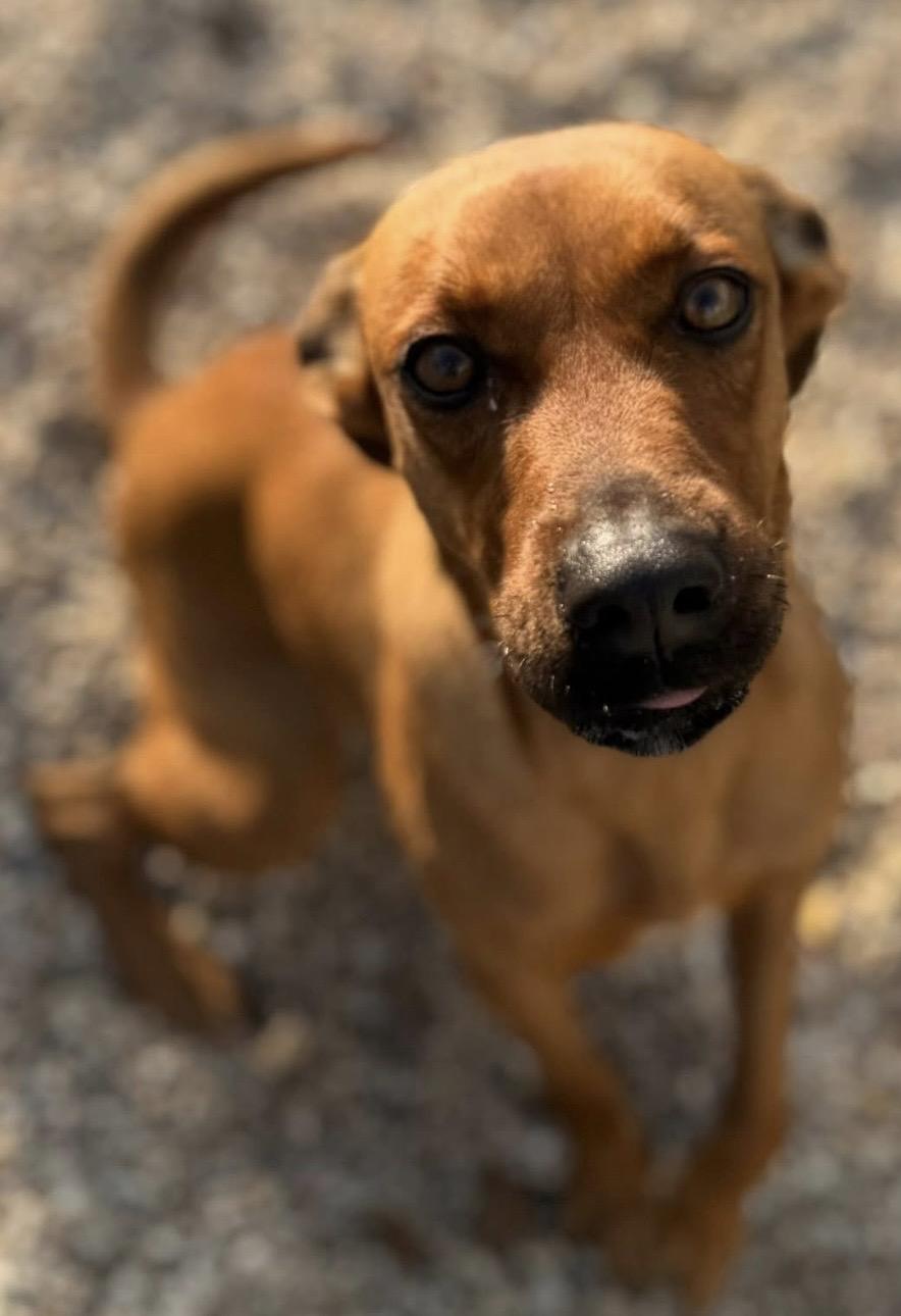 Enlarge Morgan, a ADOPTABLE Mixed Breed in Rayne, LA image 4/5