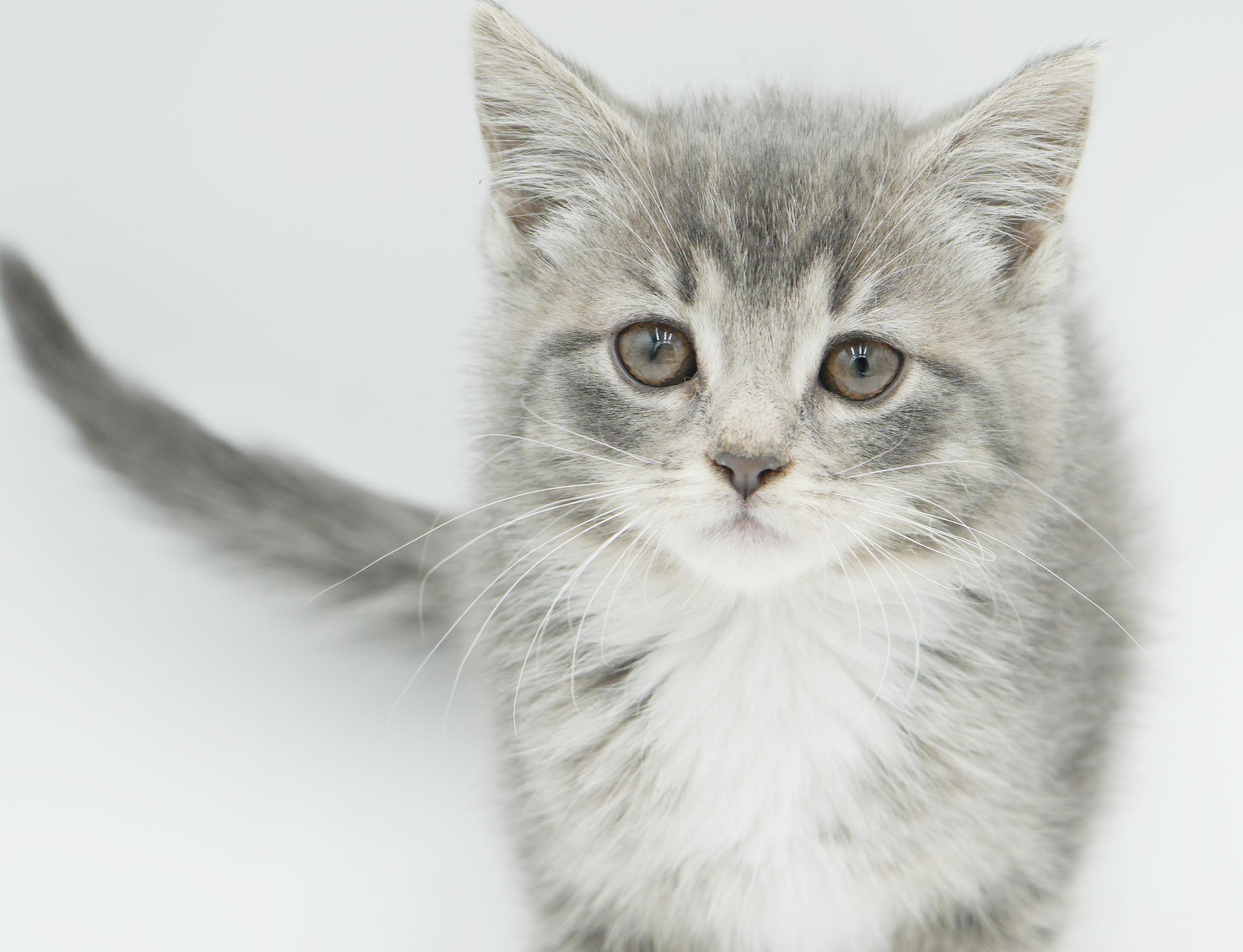 Sugar Plum is the happiness you have been searching for!  CANNOT BE SOLO CAT, Adoptable, Kitten Female Turkish Van & Ragdoll.