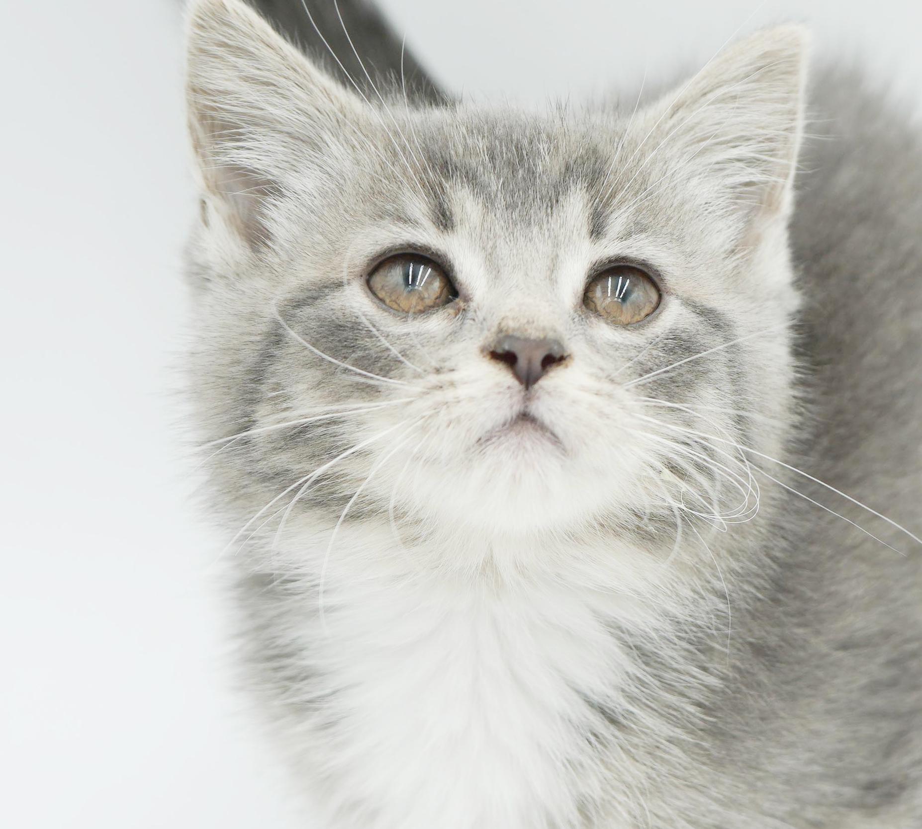 Enlarge Sugar Plum is the happiness you have been searching for!  CANNOT BE SOLO CAT, a Adoptable mixed breed in Bedford Hills, NY image 2/6