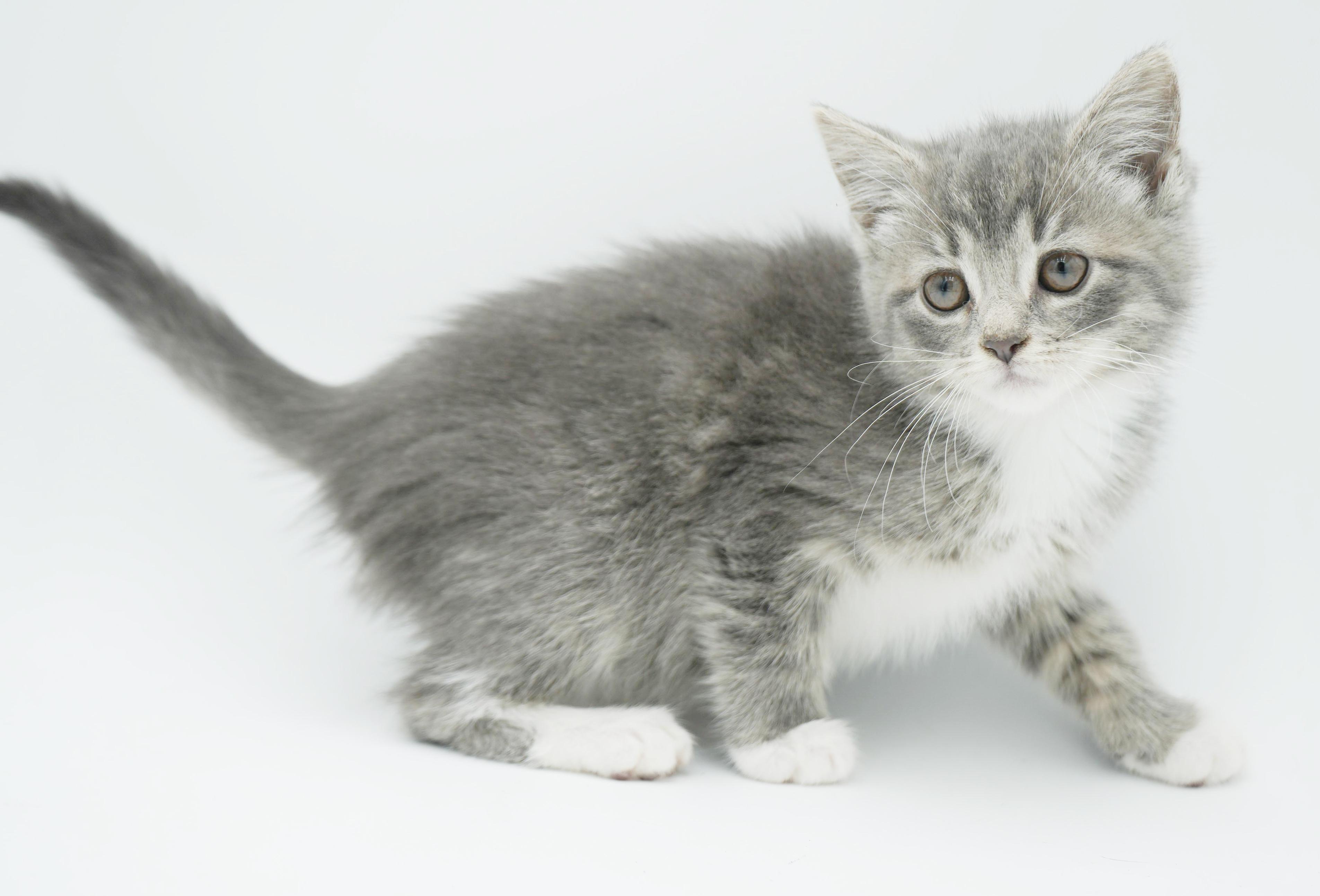 Enlarge Sugar Plum is the happiness you have been searching for!  CANNOT BE SOLO CAT, a Adoptable mixed breed in Bedford Hills, NY image 3/6