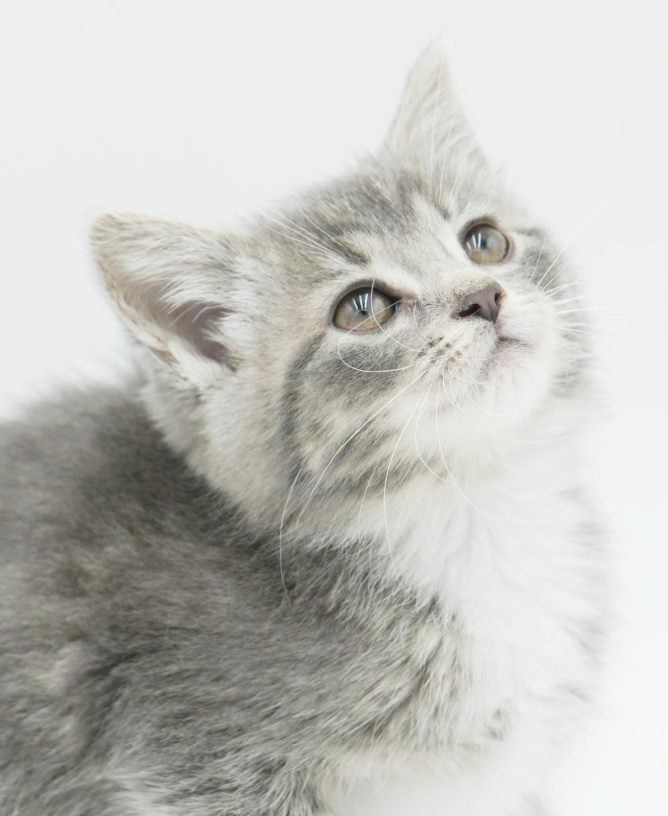 Enlarge Sugar Plum is the happiness you have been searching for!  CANNOT BE SOLO CAT, a Adoptable mixed breed in Bedford Hills, NY image 6/6