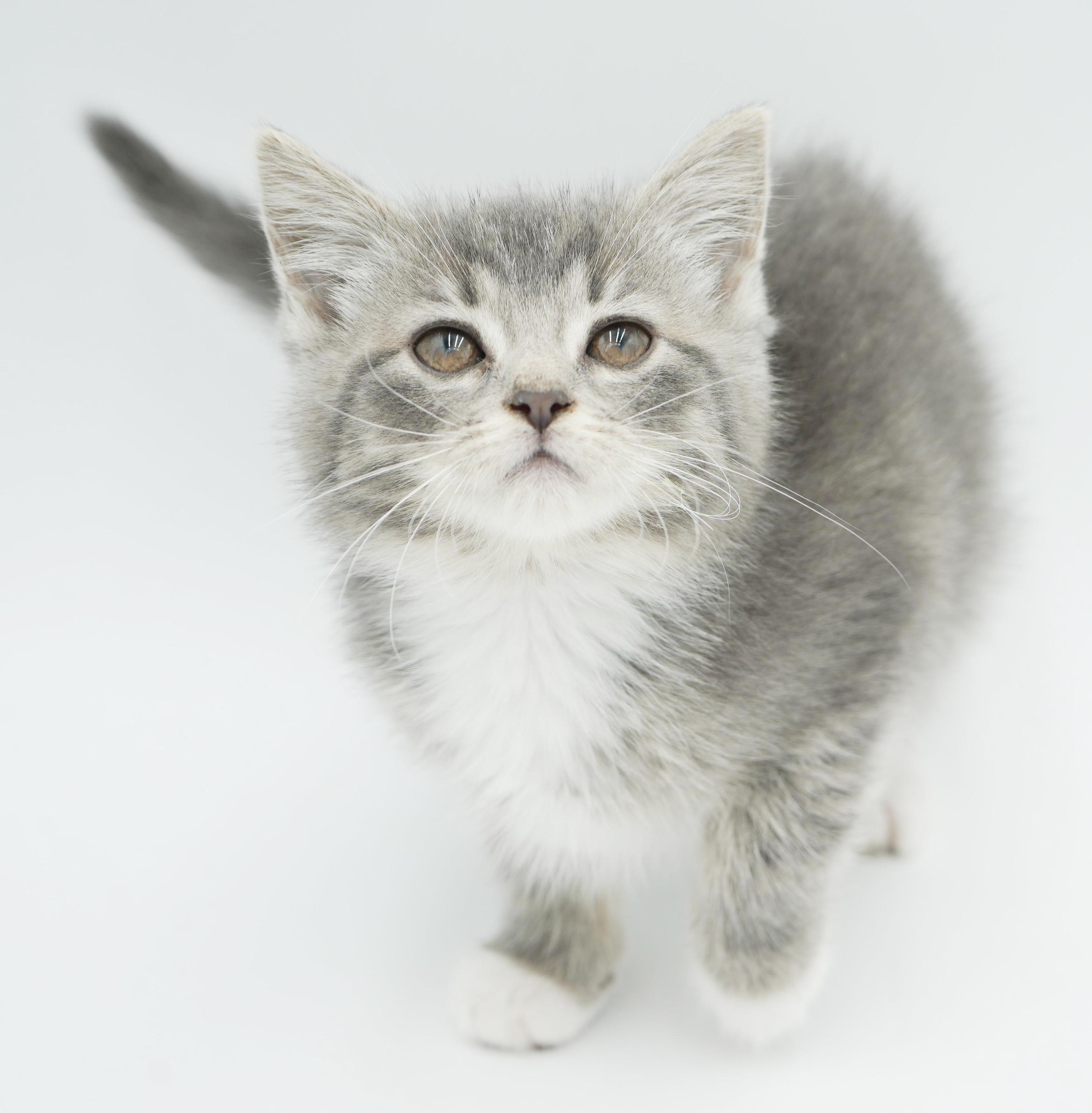 Enlarge Sugar Plum is the happiness you have been searching for!  CANNOT BE SOLO CAT, a Adoptable mixed breed in Bedford Hills, NY image 4/6