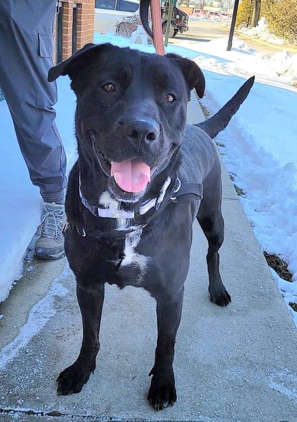 Mia, Adoptable, Adult Female Labrador Retriever.