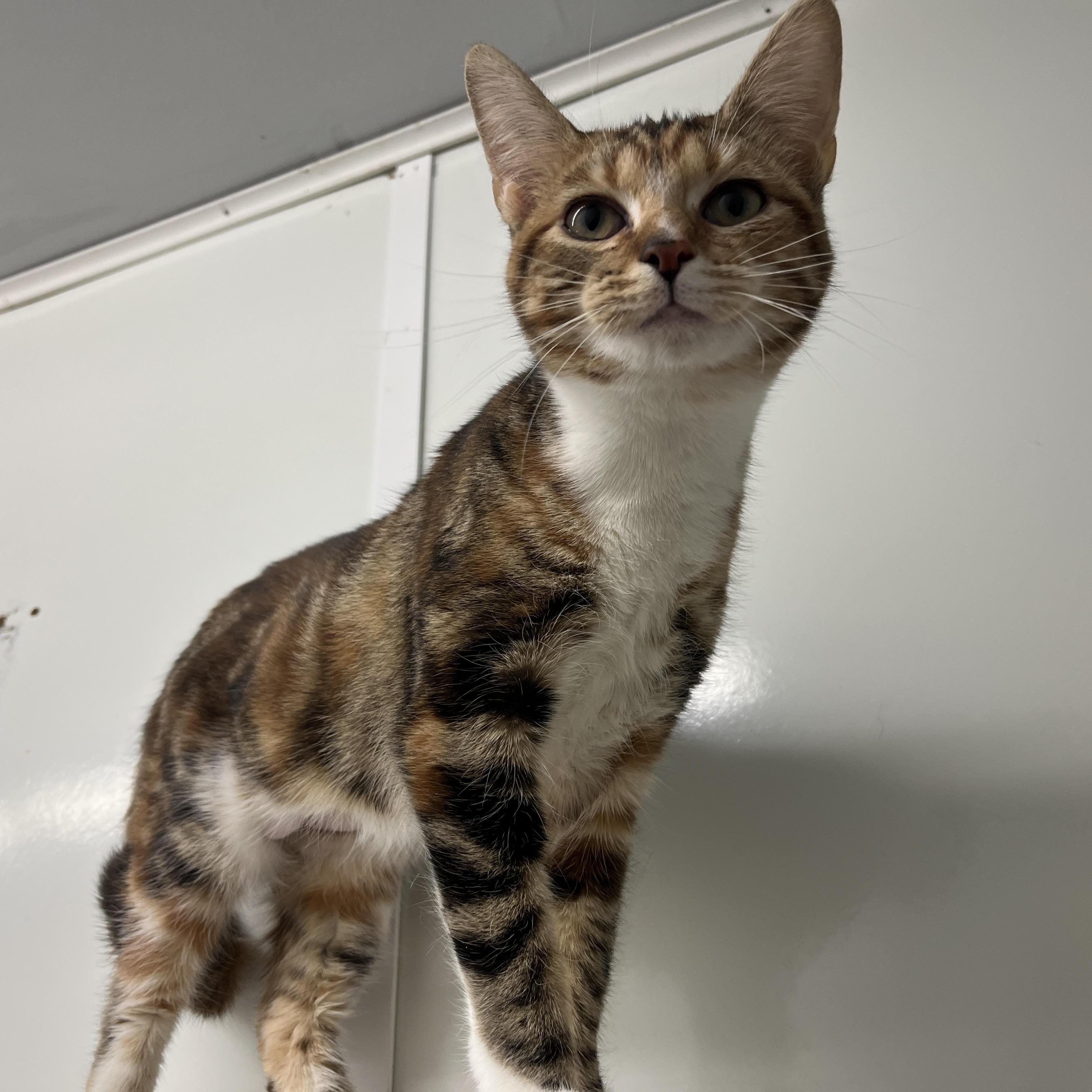 Enlarge Back Taxes Becky, an adopted Domestic Short Hair in McKenzie, TN image 2/2