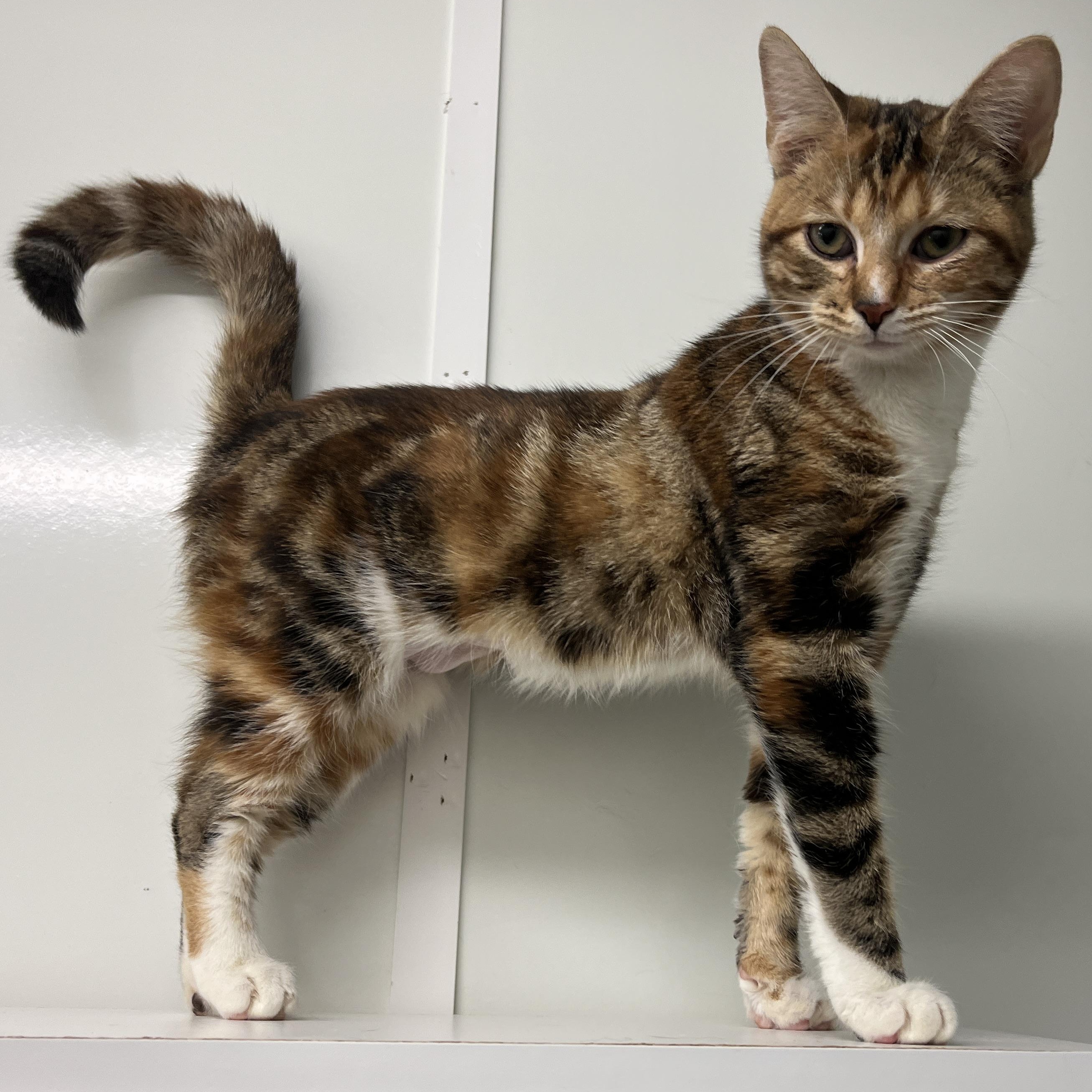 Enlarge Back Taxes Becky, an adopted Domestic Short Hair in McKenzie, TN image 1/2