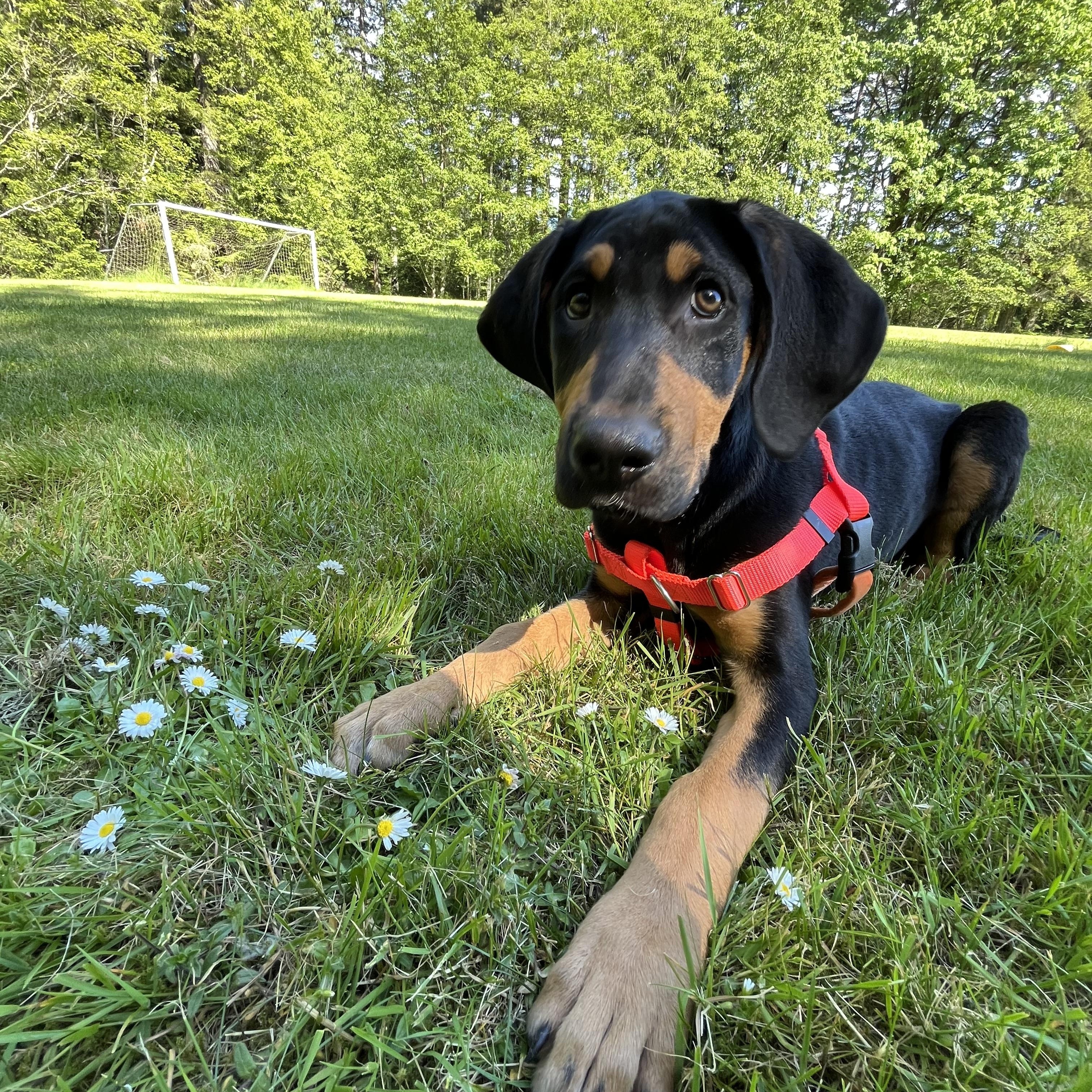 Waylon