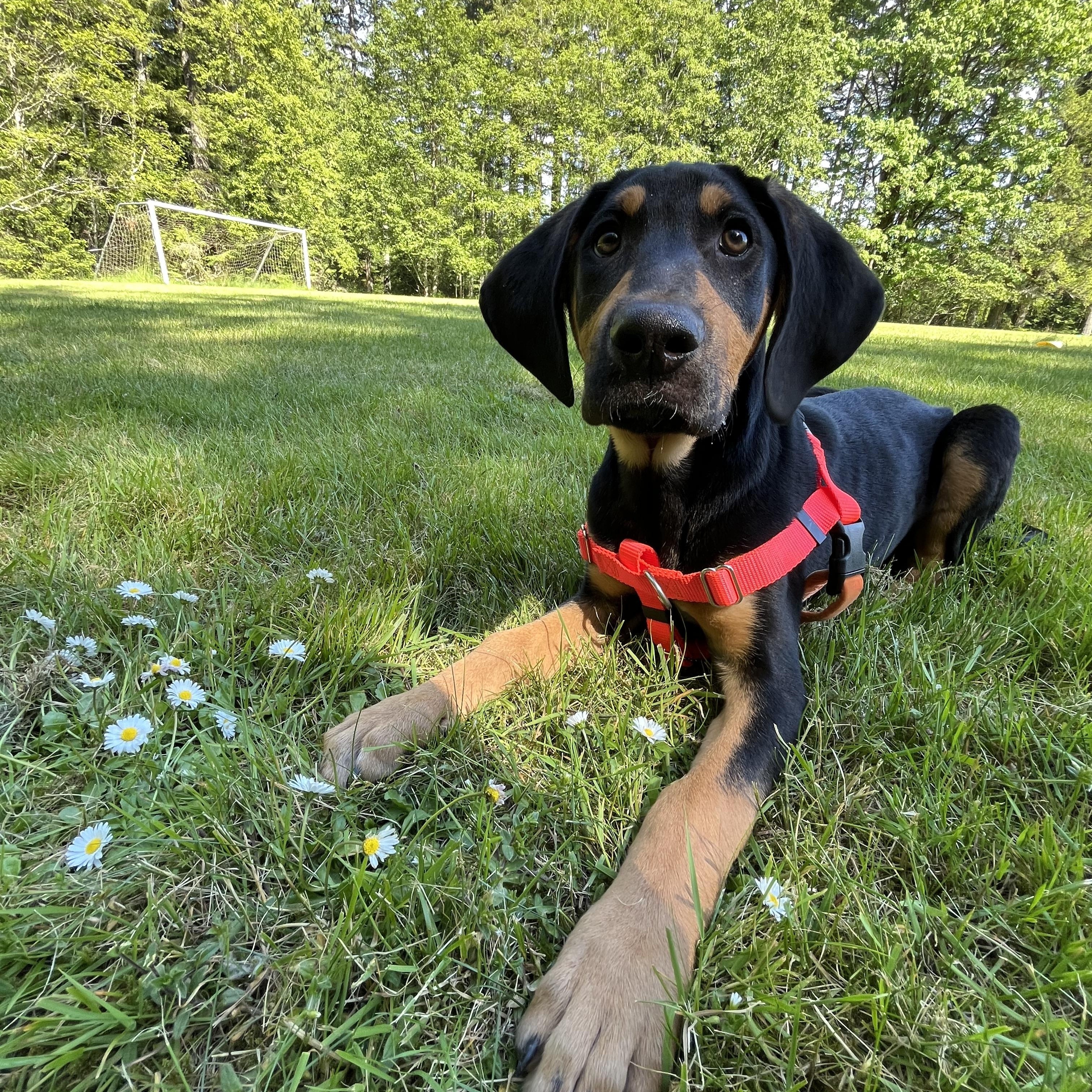 Waylon 3
