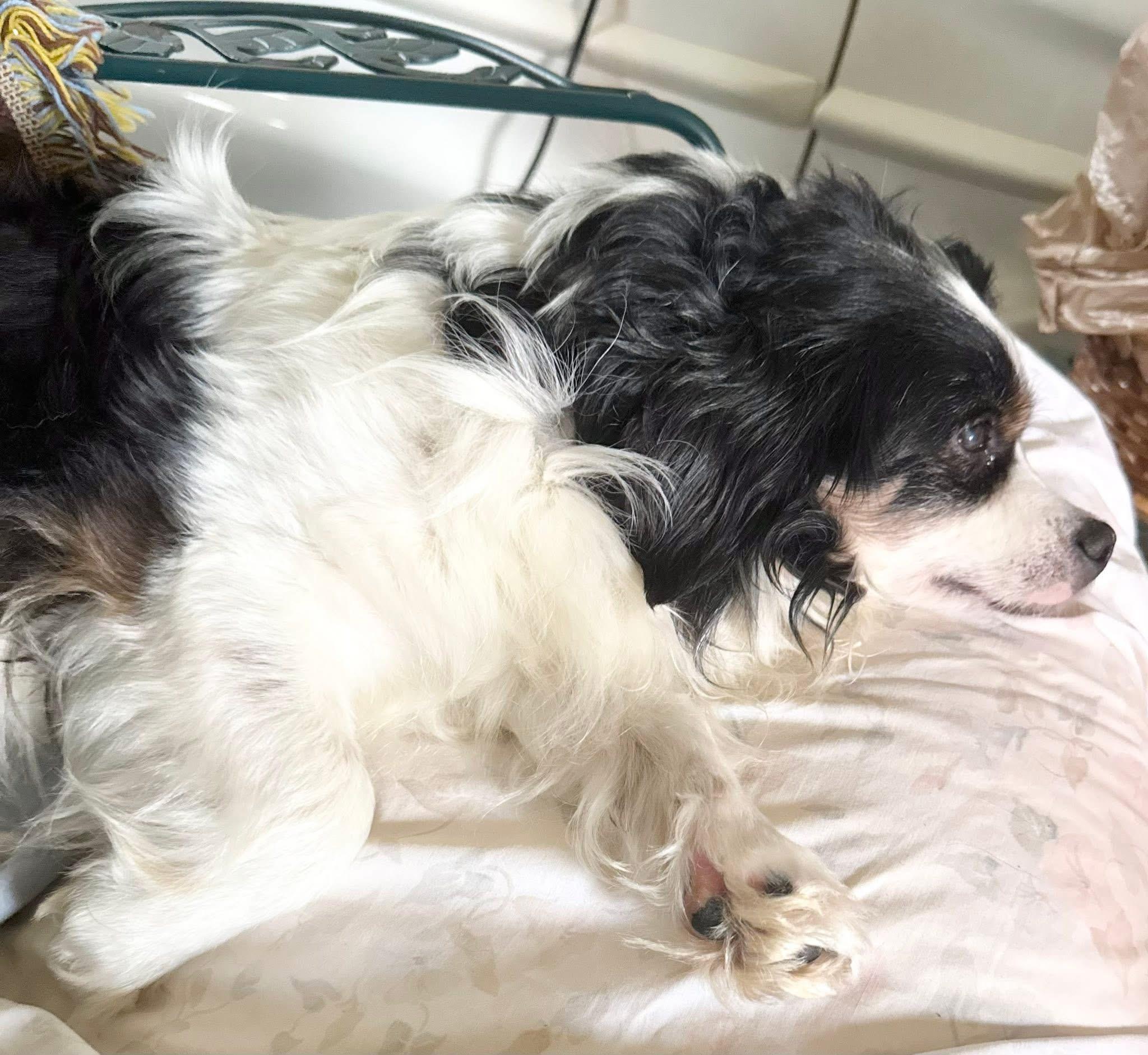 Enlarge Bandit, a Adopted mixed breed in Godfrey, IL image 5/5