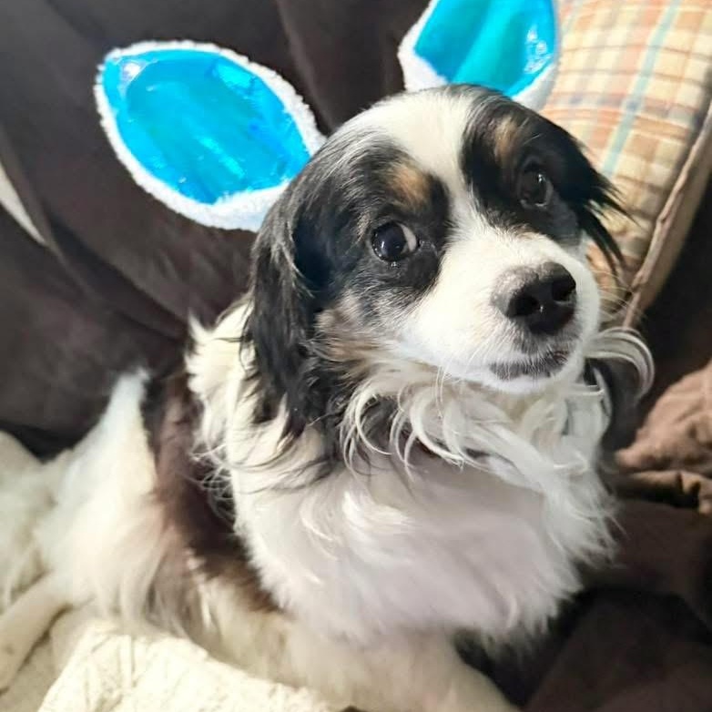 Enlarge Bandit, a Adopted mixed breed in Godfrey, IL image 2/5