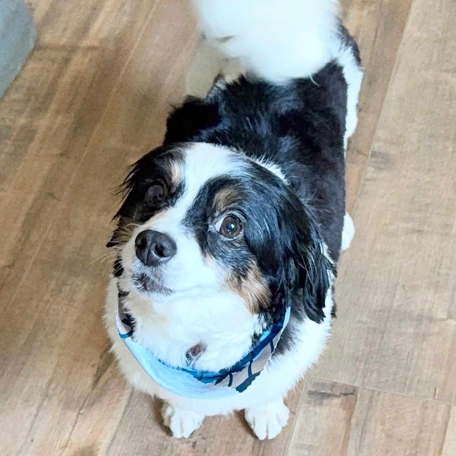 Enlarge Bandit, a Adopted mixed breed in Godfrey, IL image 1/5