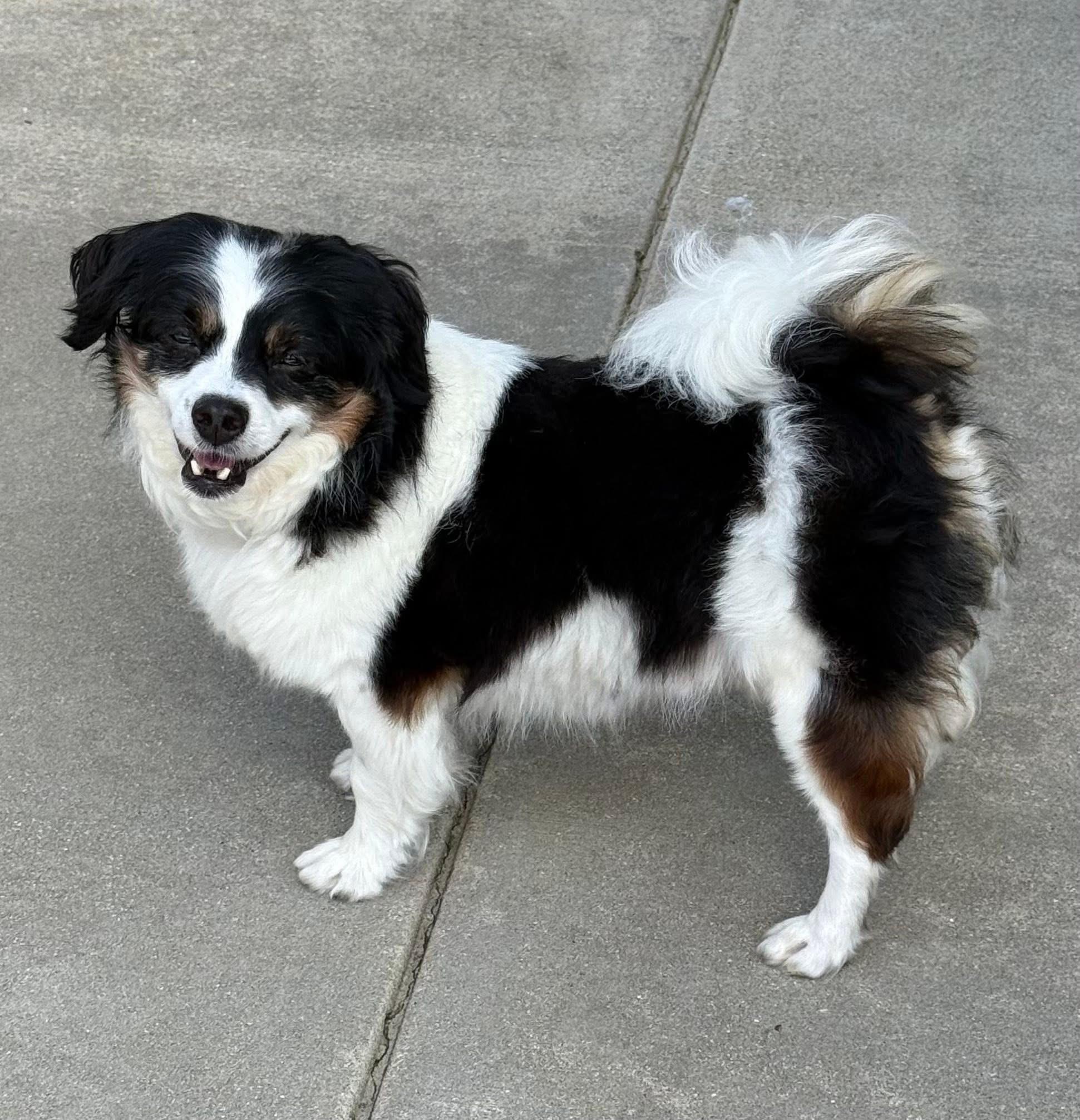 Enlarge Bandit, a Adopted mixed breed in Godfrey, IL image 4/5