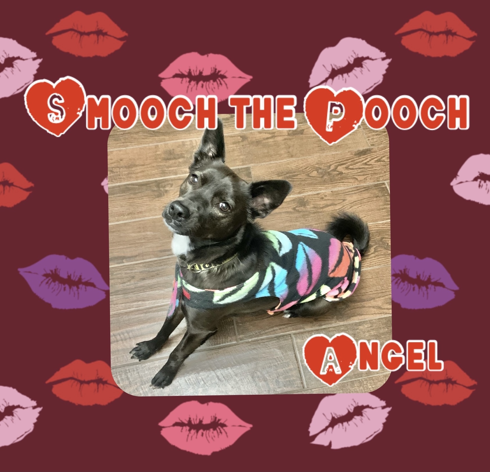 Angel, a Adoptable mixed breed in Riverside, CA image 1/8