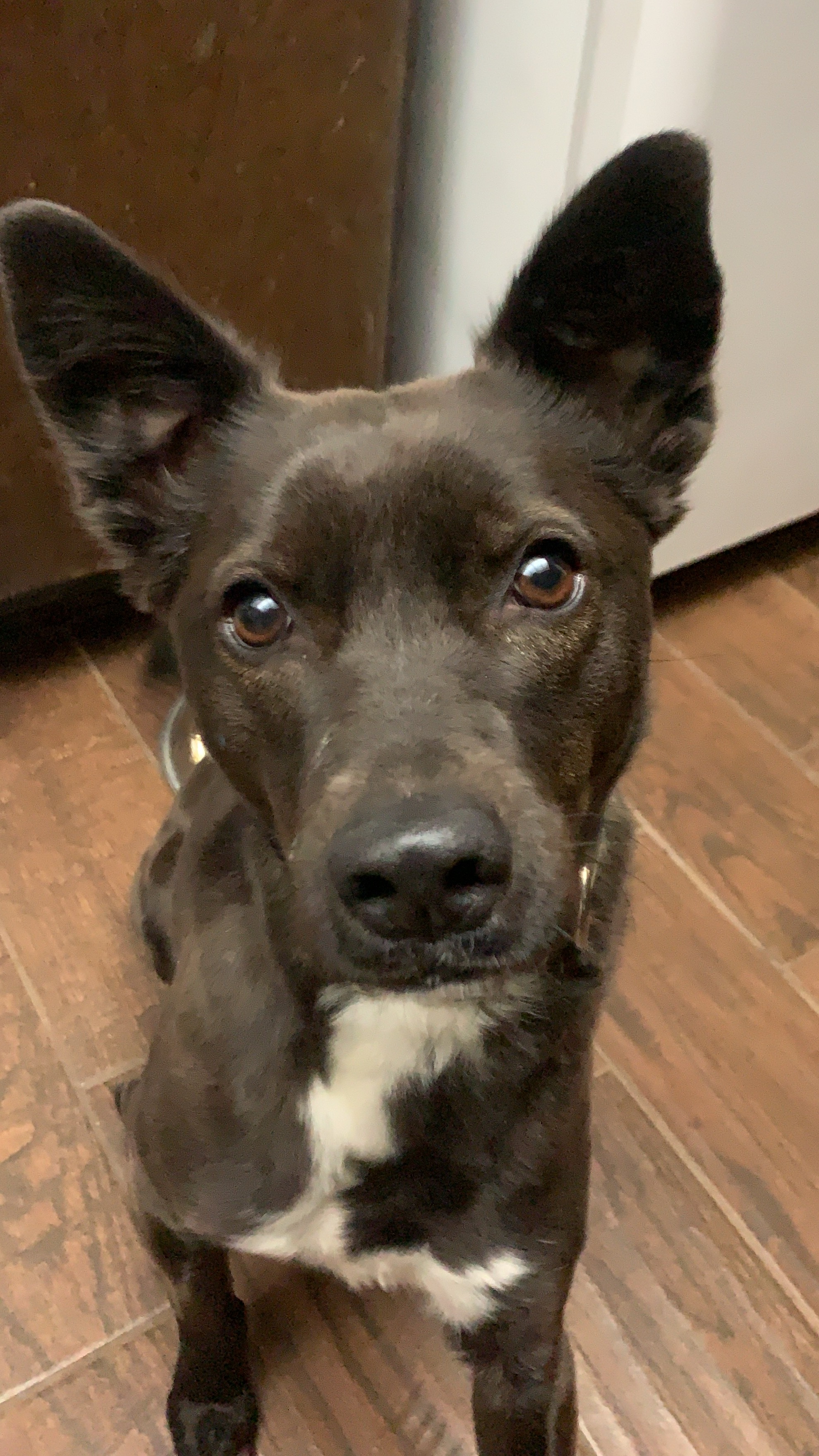 Angel, Adoptable, Adult Female Basenji.