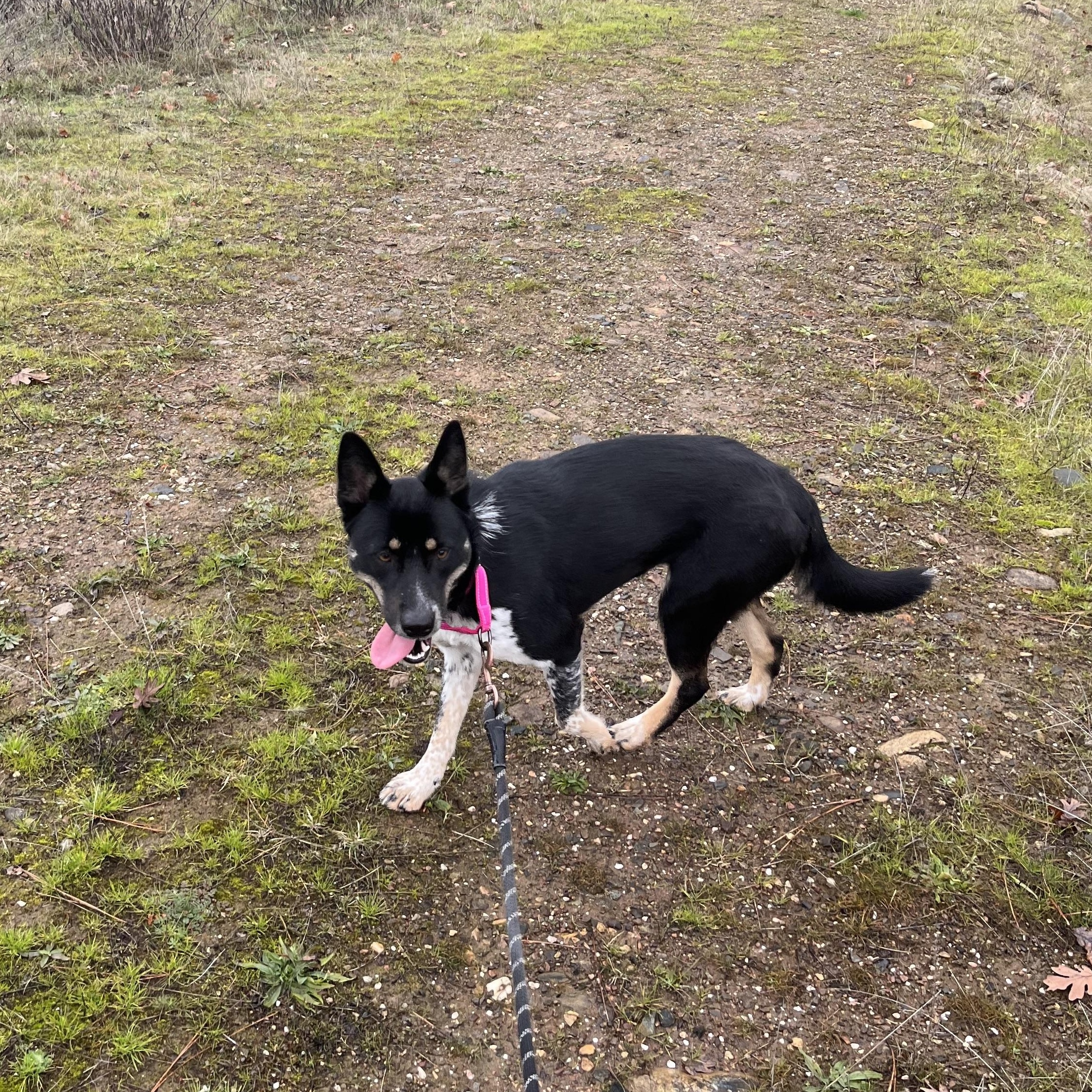 Enlarge Jada, a ADOPTABLE mixed breed in Jacksonville, OR image 5/5