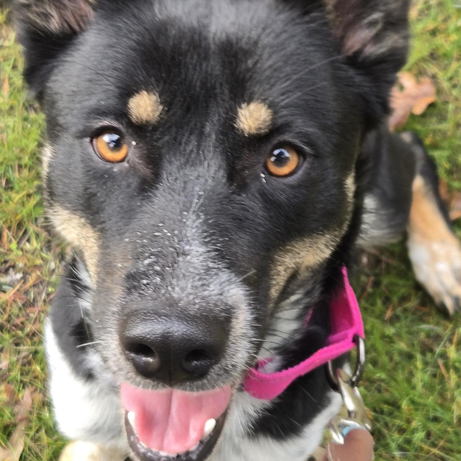 Enlarge Jada, a ADOPTABLE mixed breed in Jacksonville, OR image 3/5