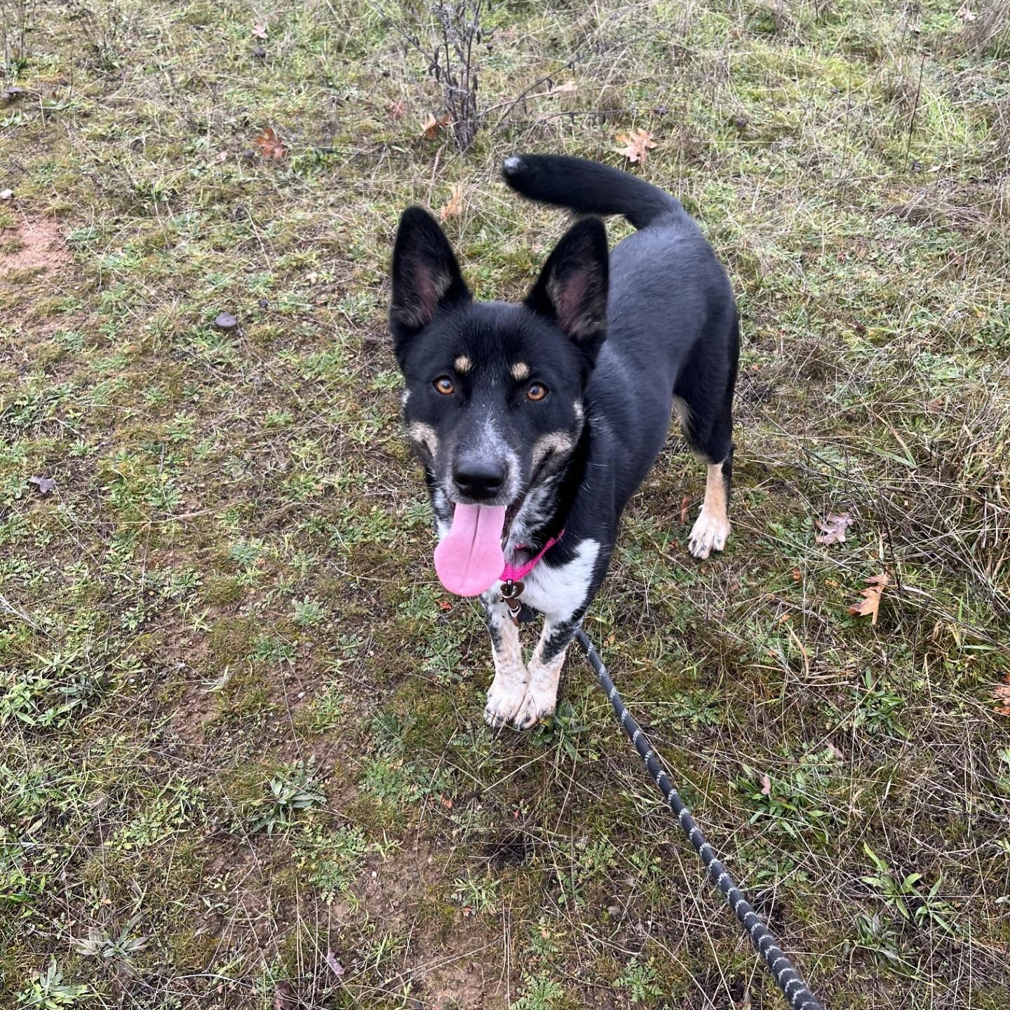 Enlarge Jada, a ADOPTABLE mixed breed in Jacksonville, OR image 4/5