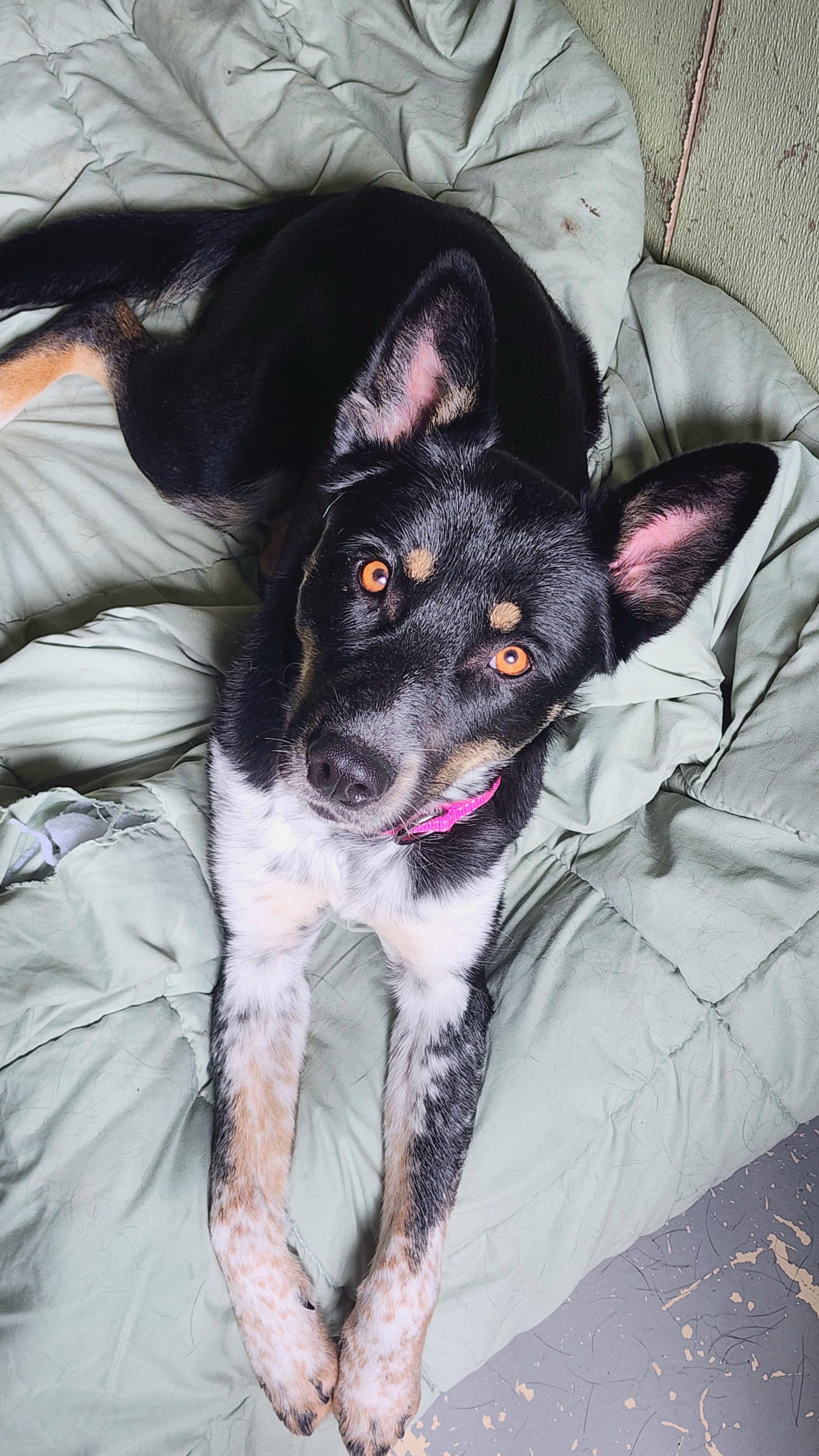 Enlarge Jada, a ADOPTABLE mixed breed in Jacksonville, OR image 1/5