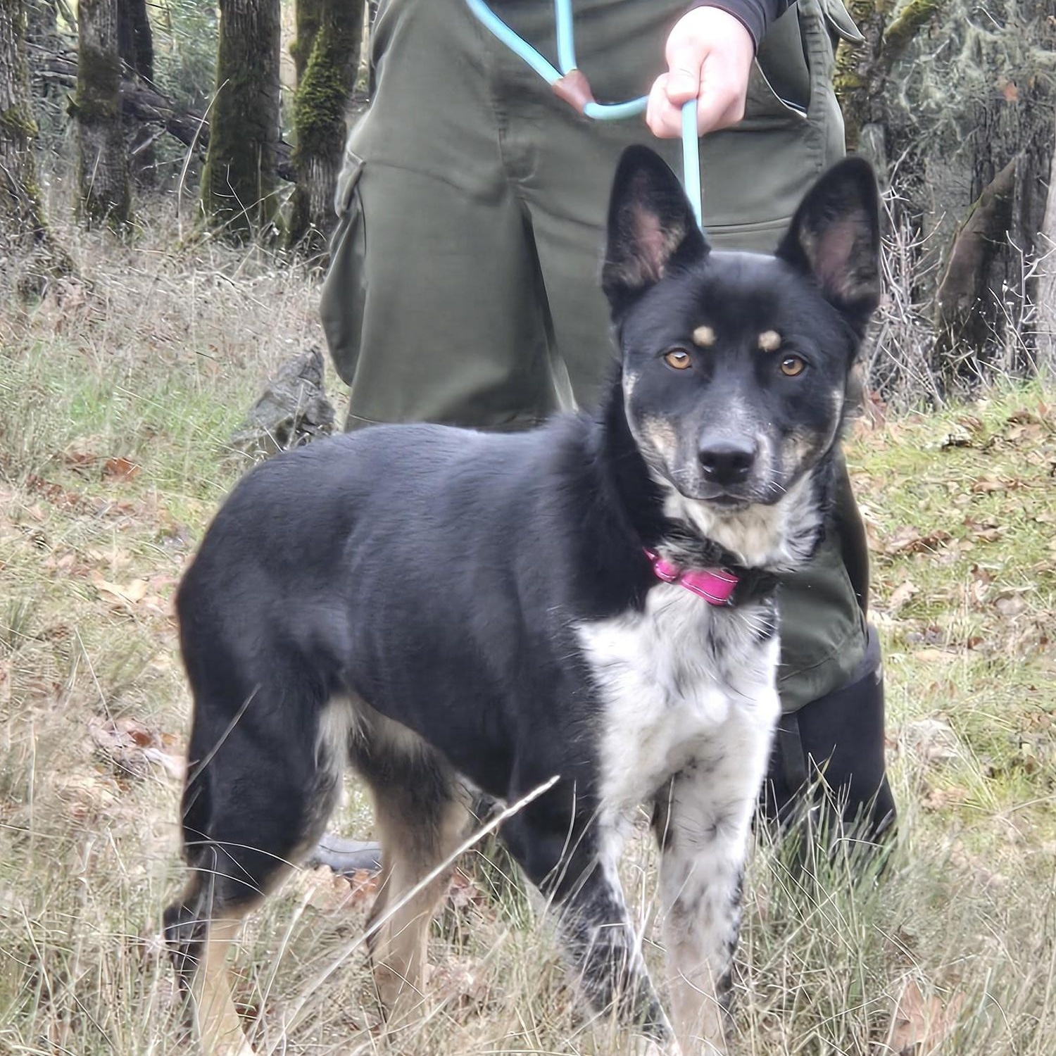 Enlarge Jada, a ADOPTABLE mixed breed in Jacksonville, OR image 2/5