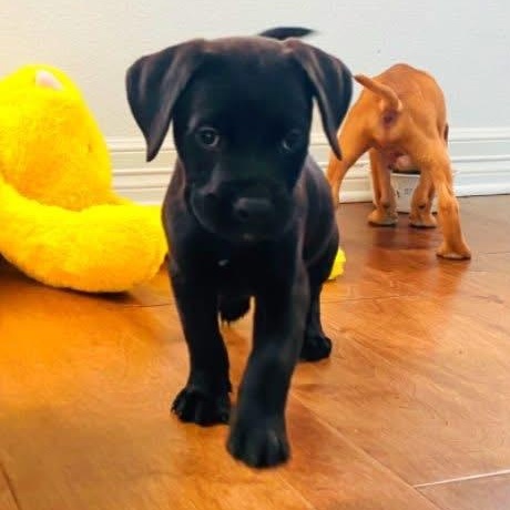 Porterhouse, Baby Male Terrier
