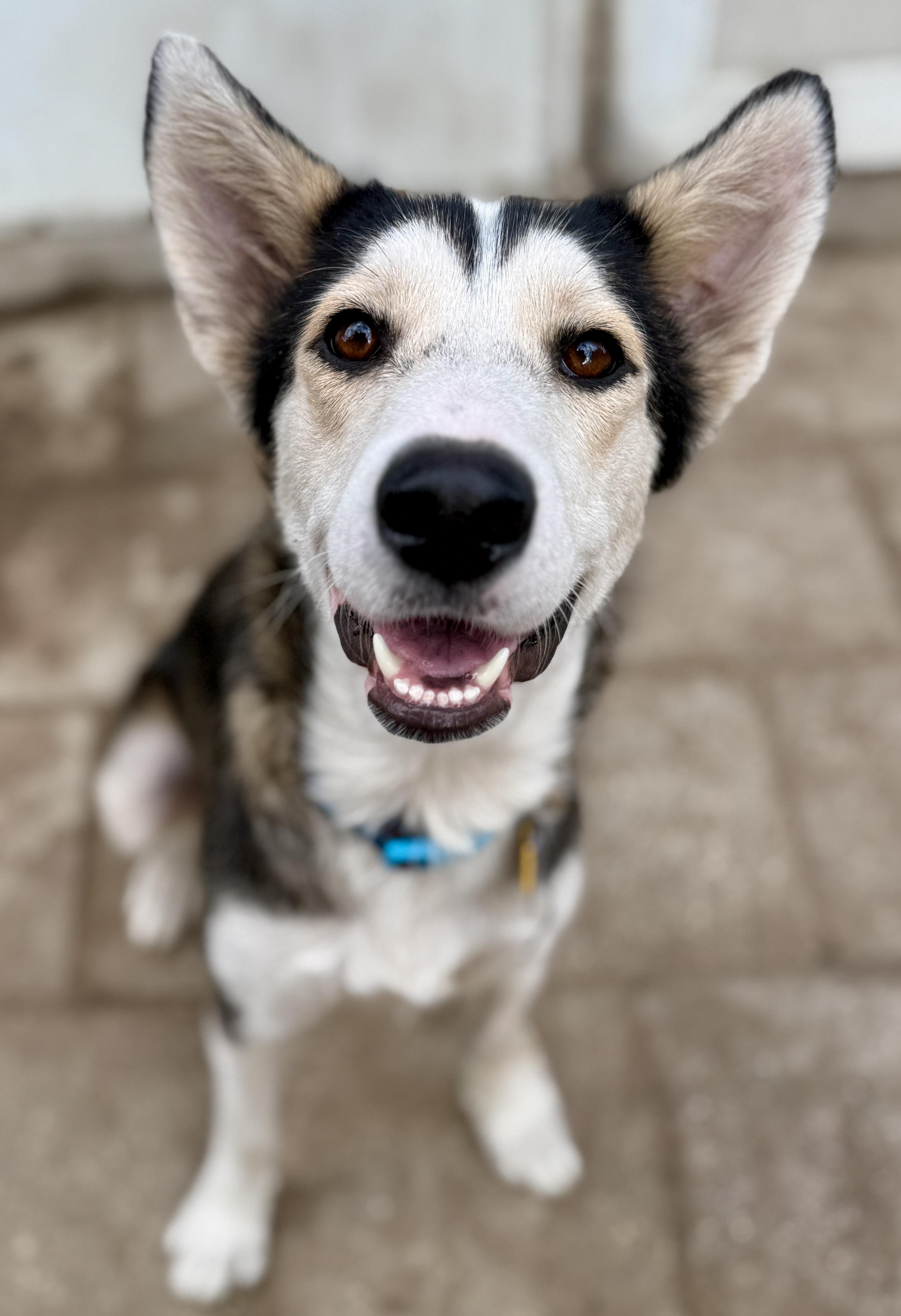 Monica, a Adoptable mixed breed in Deltona, FL image 1/6