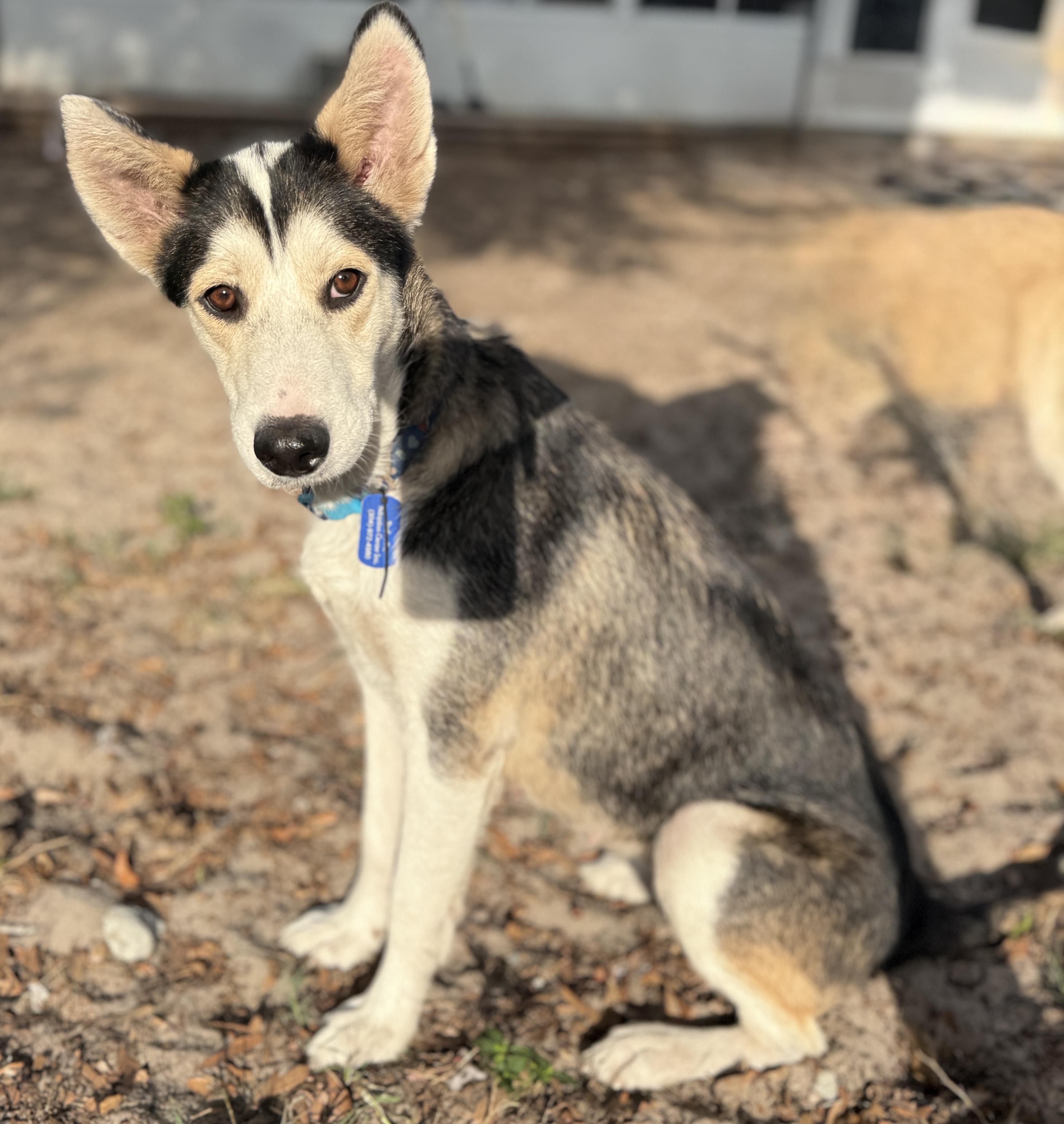 Monica, a Adoptable mixed breed in Deltona, FL image 6/6