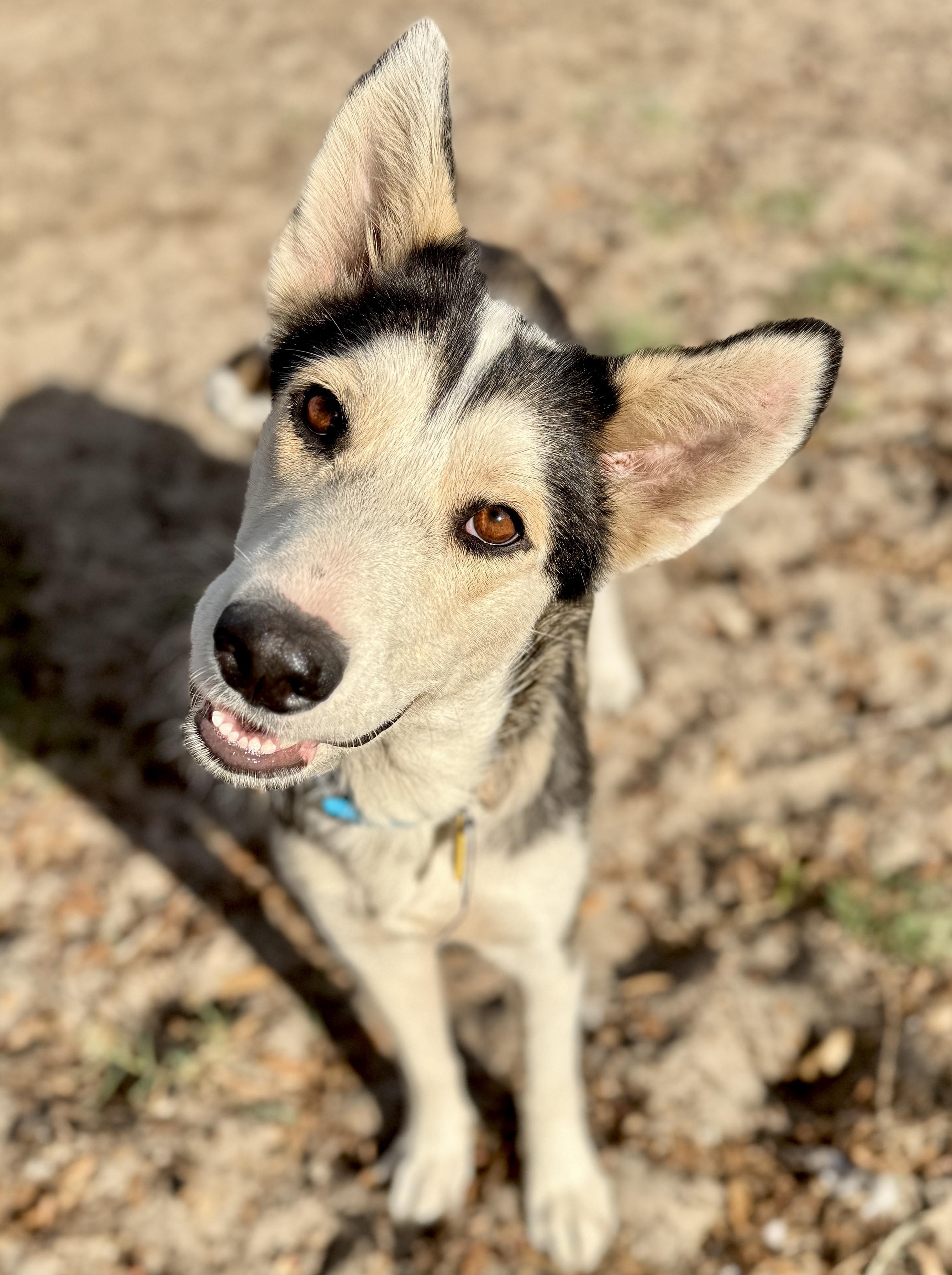 Monica, a Adoptable mixed breed in Deltona, FL image 4/6