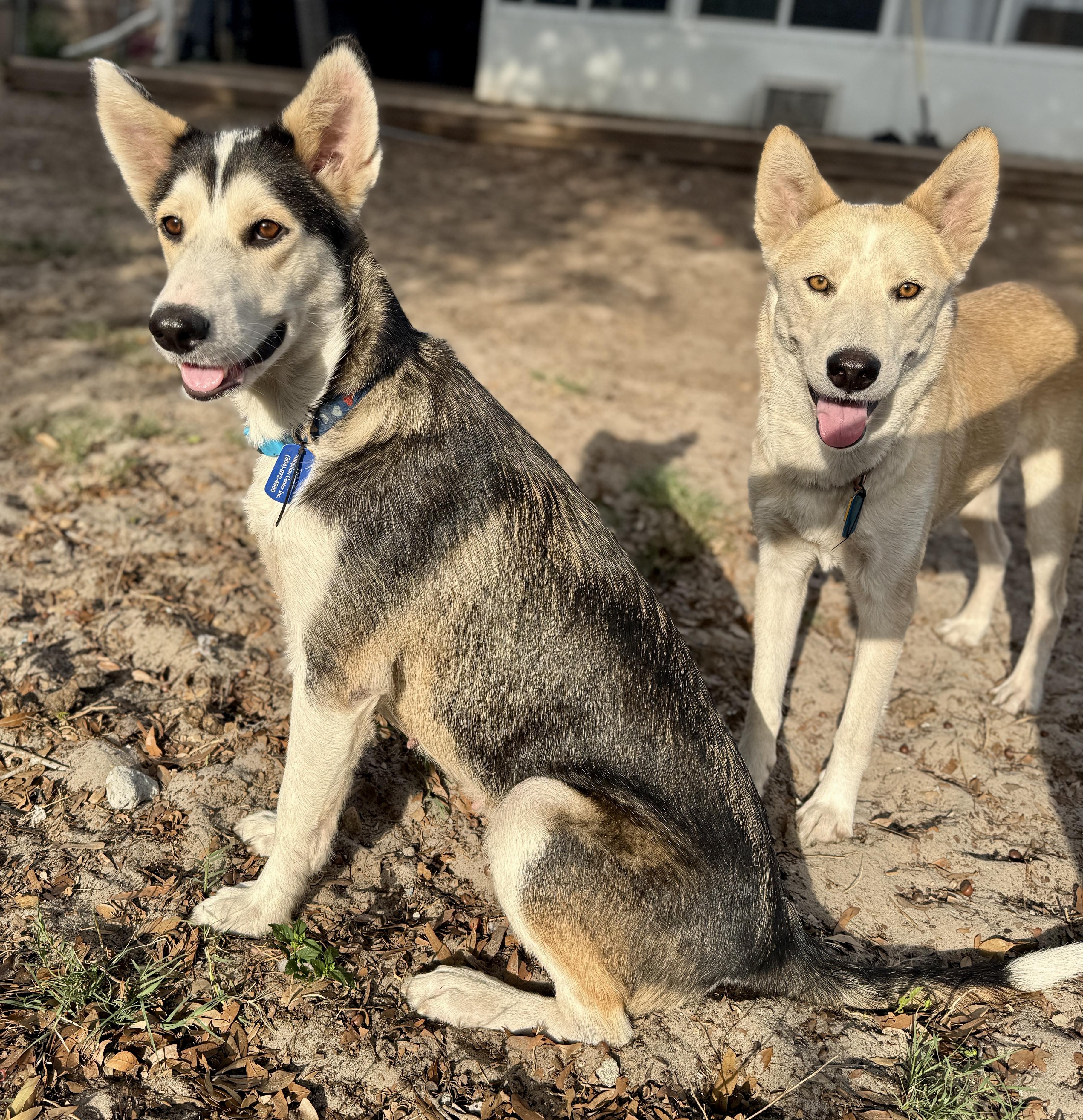 Monica, a Adoptable mixed breed in Deltona, FL image 2/6