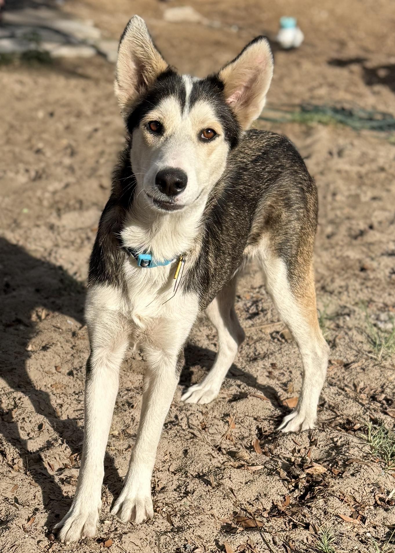 Monica, a Adoptable mixed breed in Deltona, FL image 3/6
