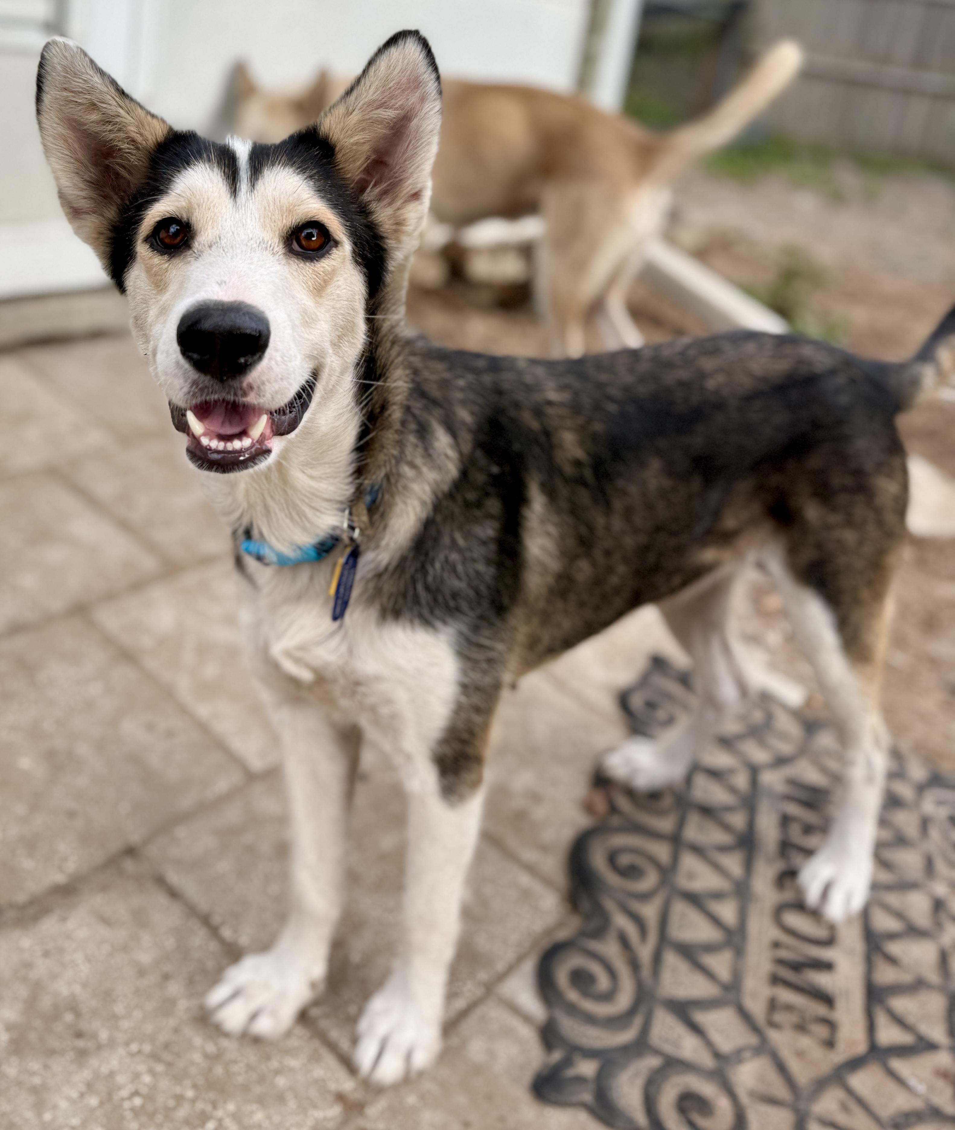 Monica, a Adoptable mixed breed in Deltona, FL image 5/6