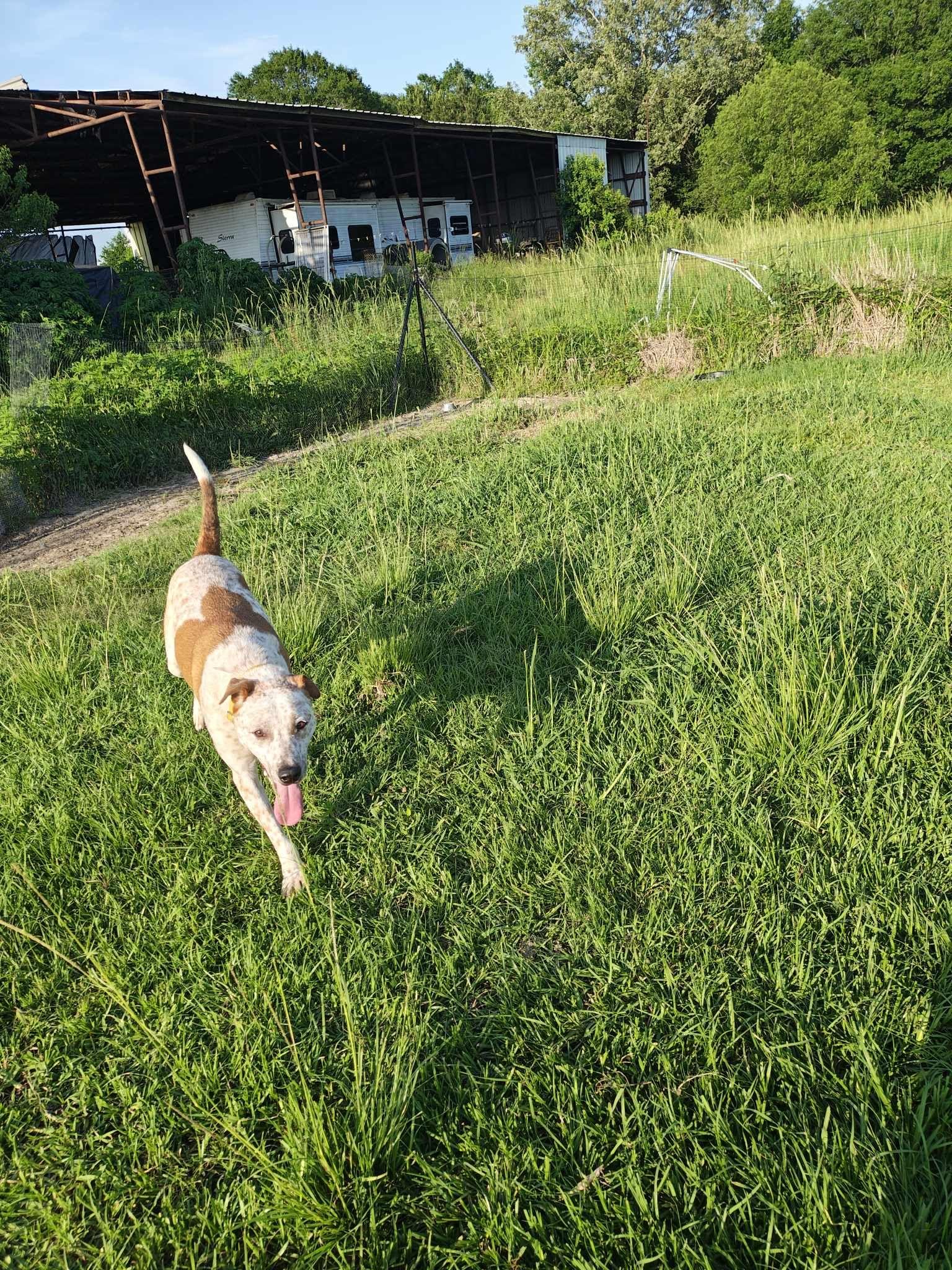 Donald, a Adoptable mixed breed in Ville platte, LA image 3/4