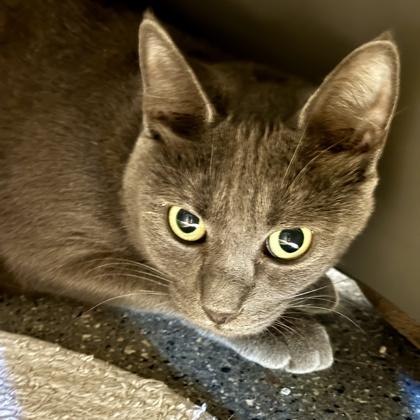 Enlarge Jolie, a Adoptable Domestic Short Hair in Lansing, MI image 1/1