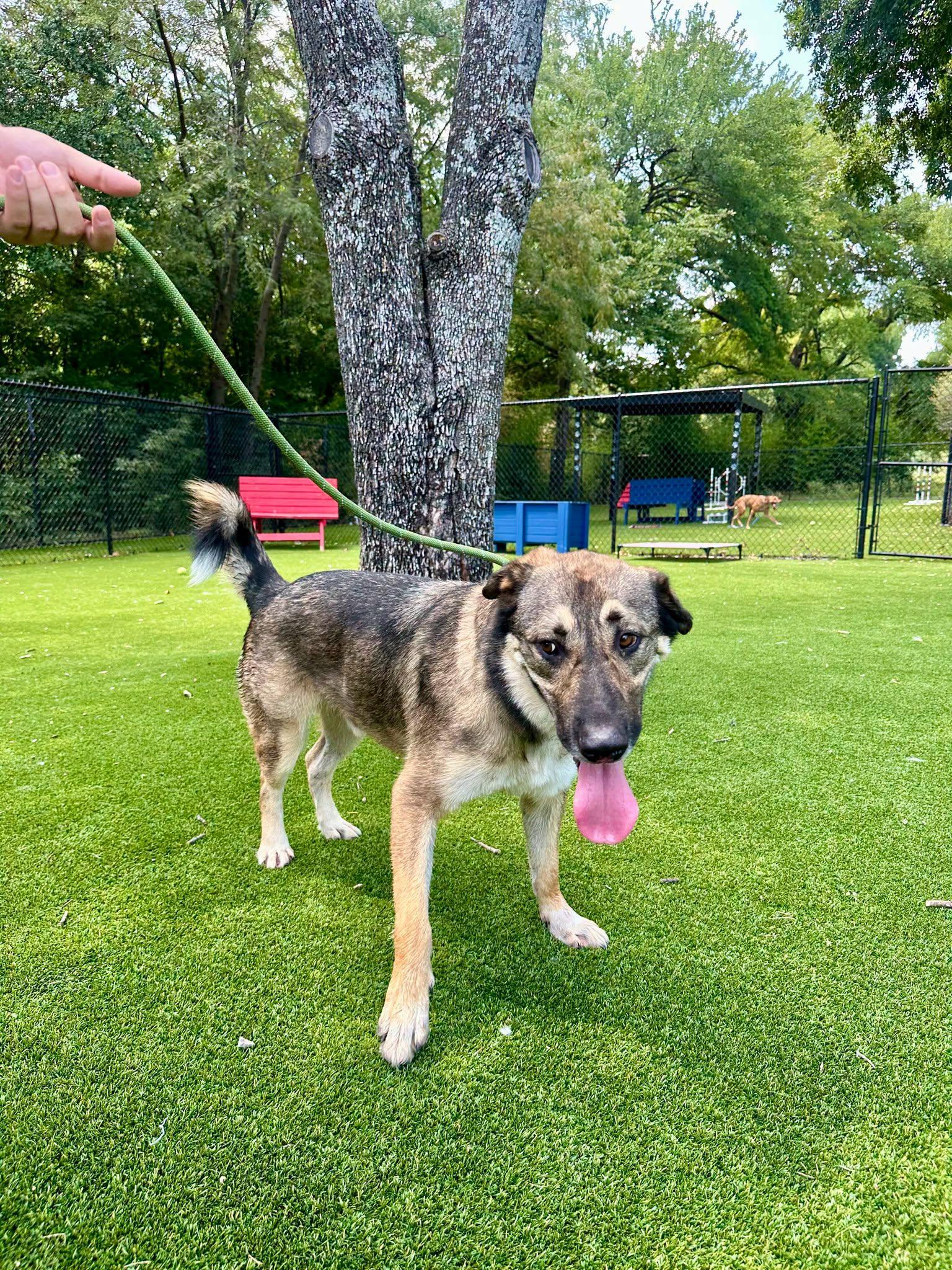 Enlarge Russo, a ADOPTABLE mixed breed in Allen, TX image 2/6