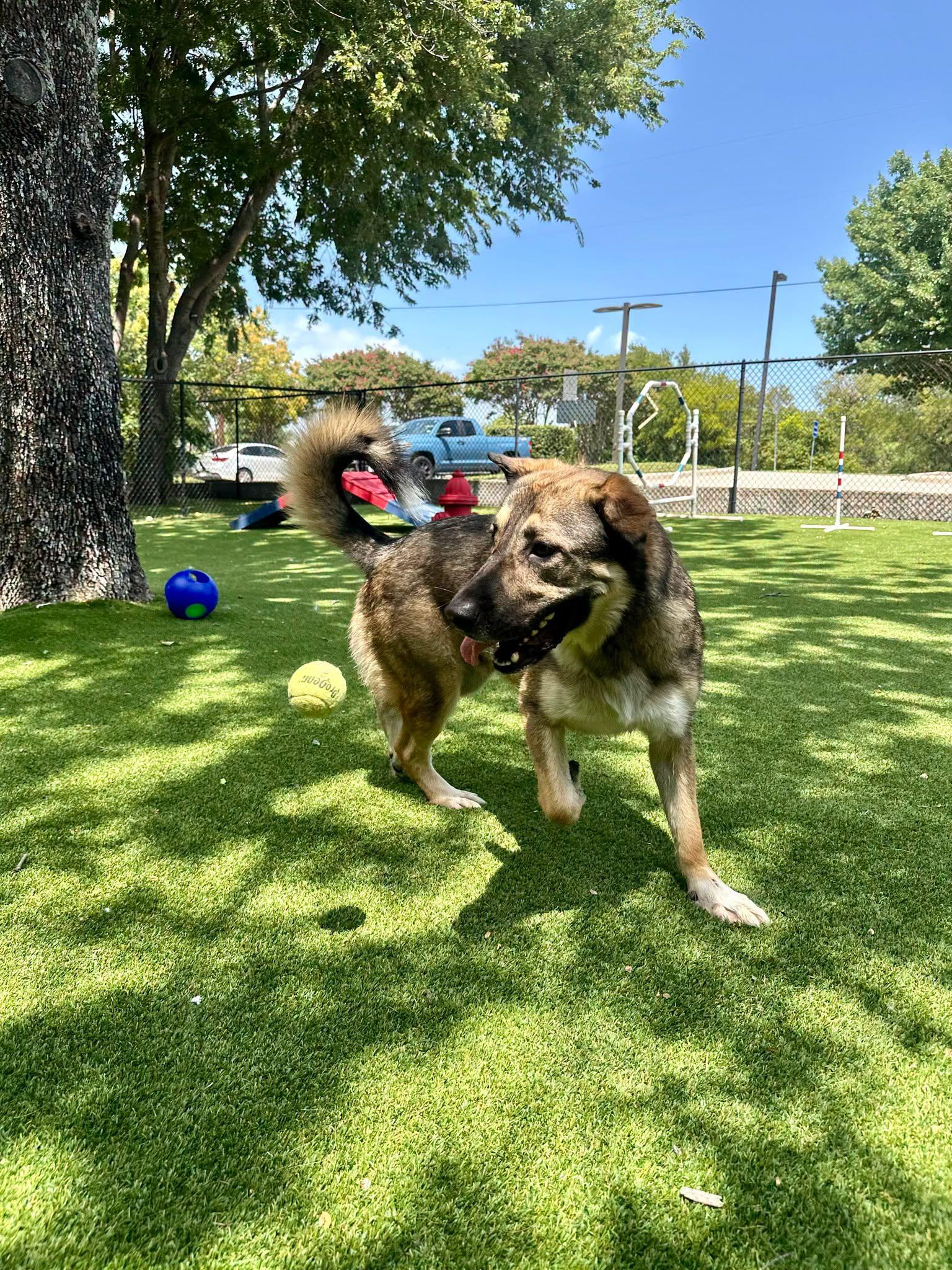 Enlarge Russo, a ADOPTABLE mixed breed in Allen, TX image 4/6