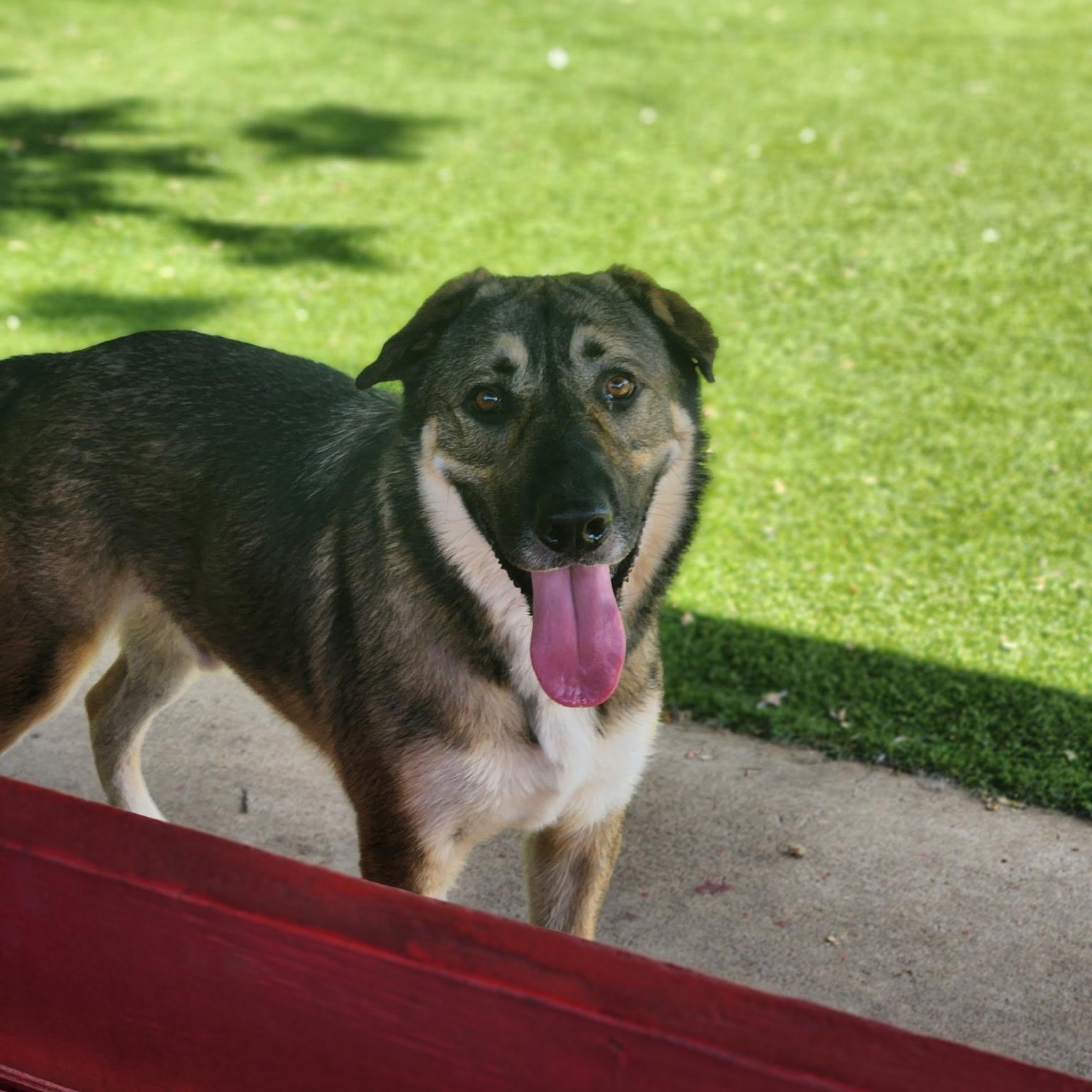 Enlarge Russo, a ADOPTABLE mixed breed in Allen, TX image 1/6