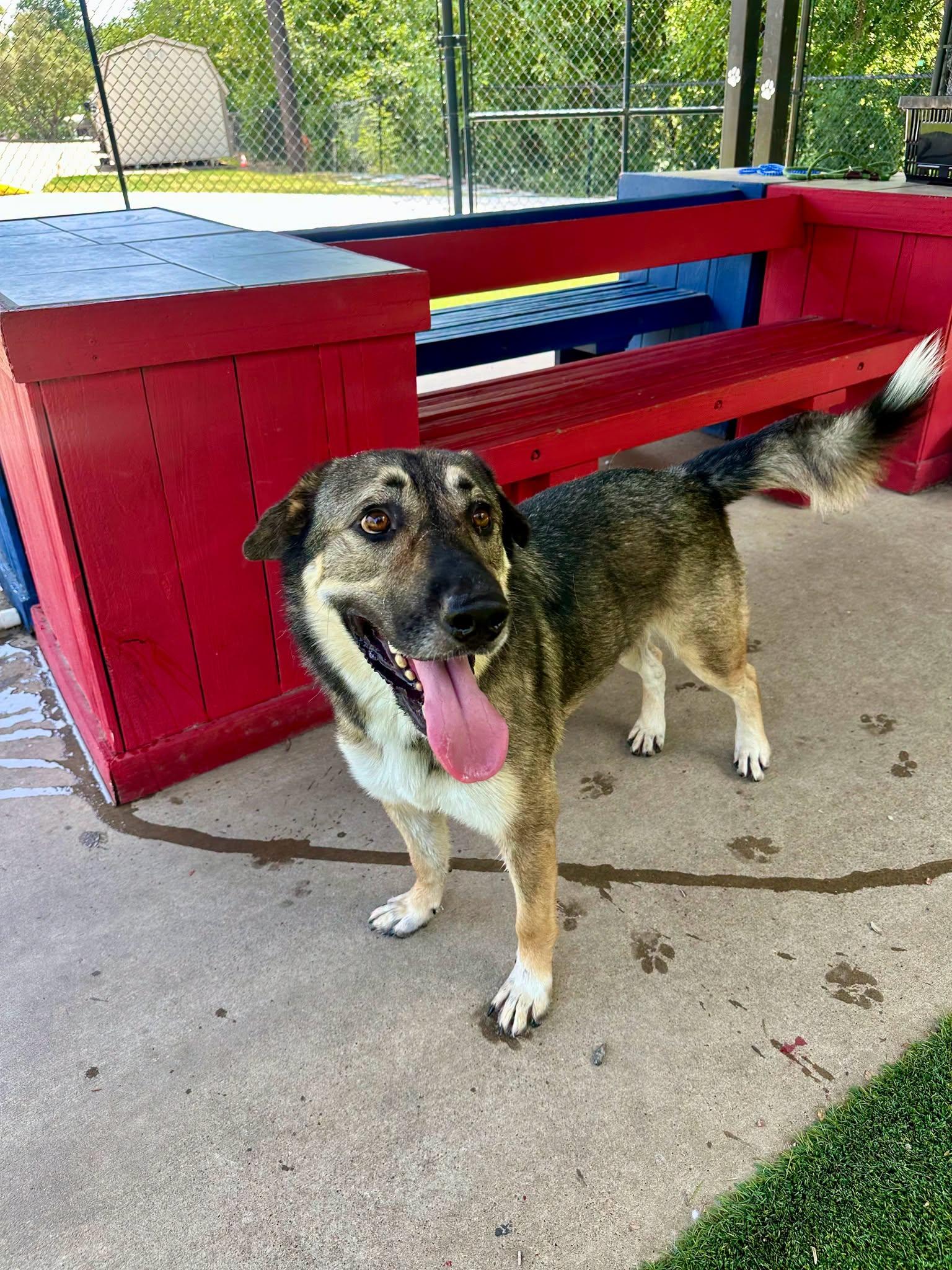 Enlarge Russo, a ADOPTABLE mixed breed in Allen, TX image 5/6