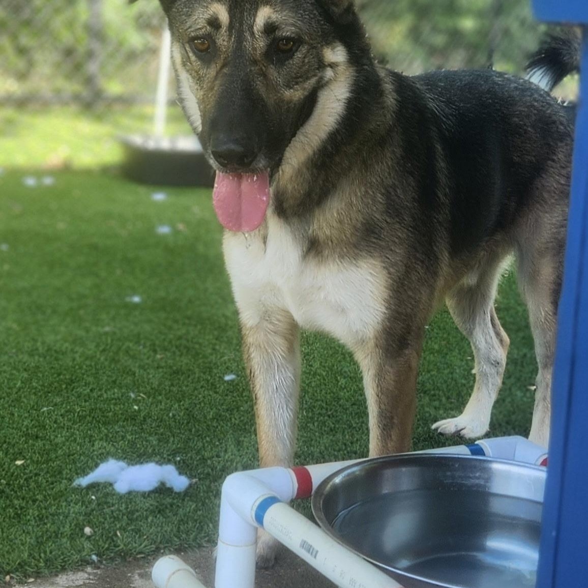 Enlarge Russo, a ADOPTABLE mixed breed in Allen, TX image 6/6