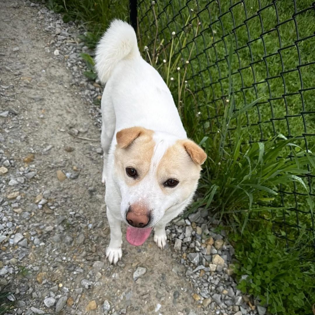 Enlarge Bear Bear, an adopted Shiba Inu in Greensburg, IN image 1/3