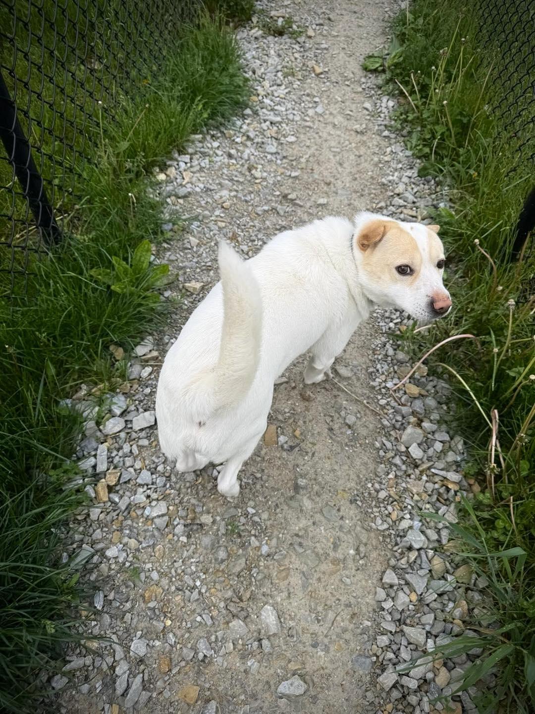 Enlarge Bear Bear, an adopted Shiba Inu in Greensburg, IN image 2/3