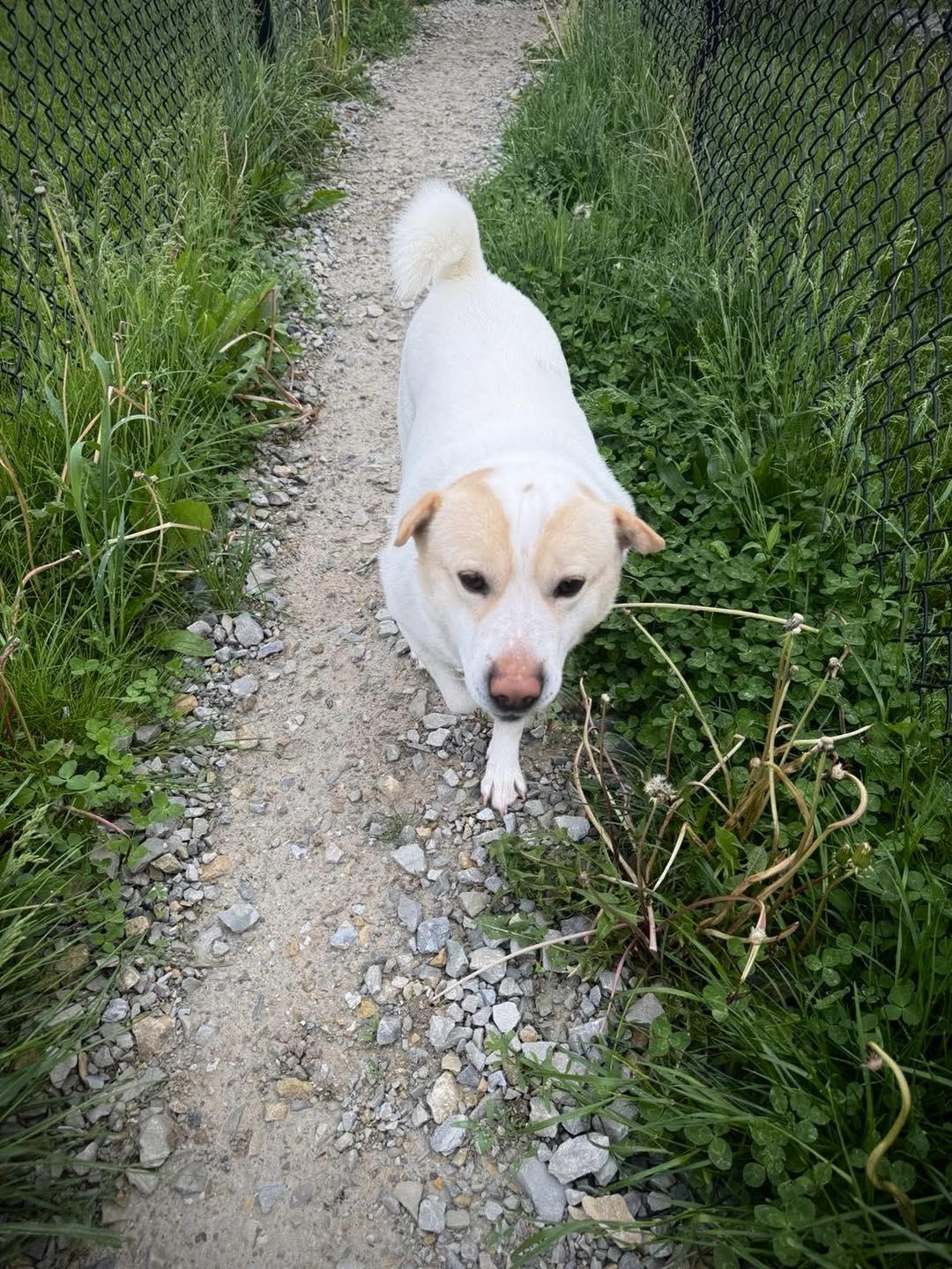 Enlarge Bear Bear, an adopted Shiba Inu in Greensburg, IN image 3/3