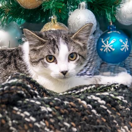 Enlarge Alexandra, a Adoptable Domestic Short Hair in Camano Island, WA image 1/1