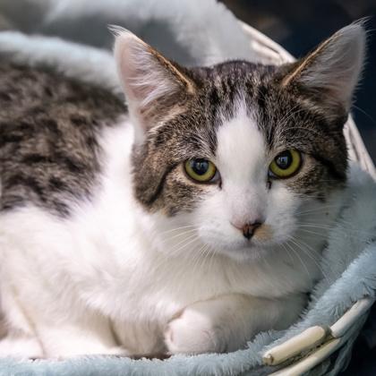 Alexandra, a Adoptable Domestic Short Hair in Camano Island, WA image 2/2