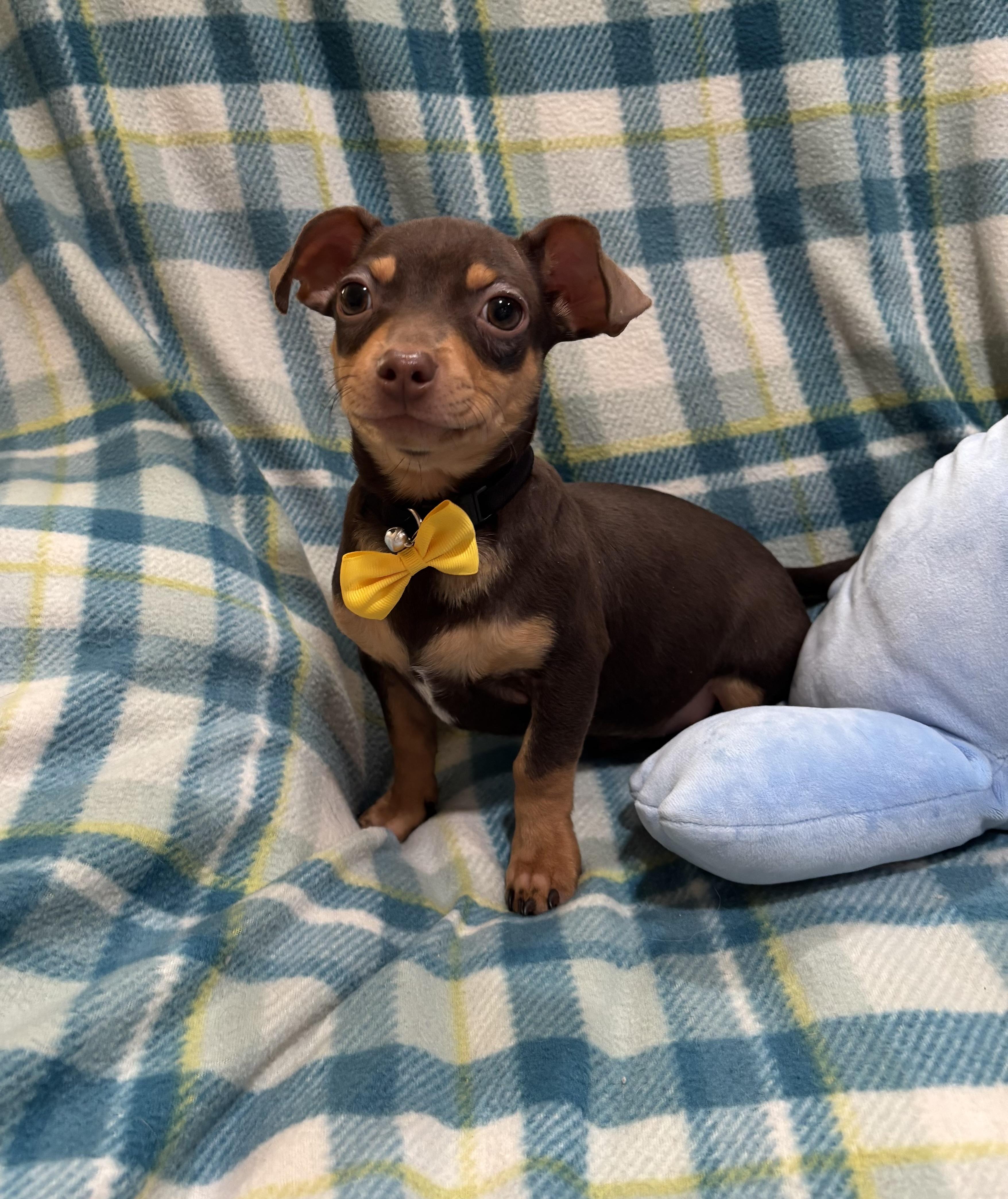 Enlarge Butterscotch , a ADOPTABLE Chihuahua in Foster, OR image 4/6