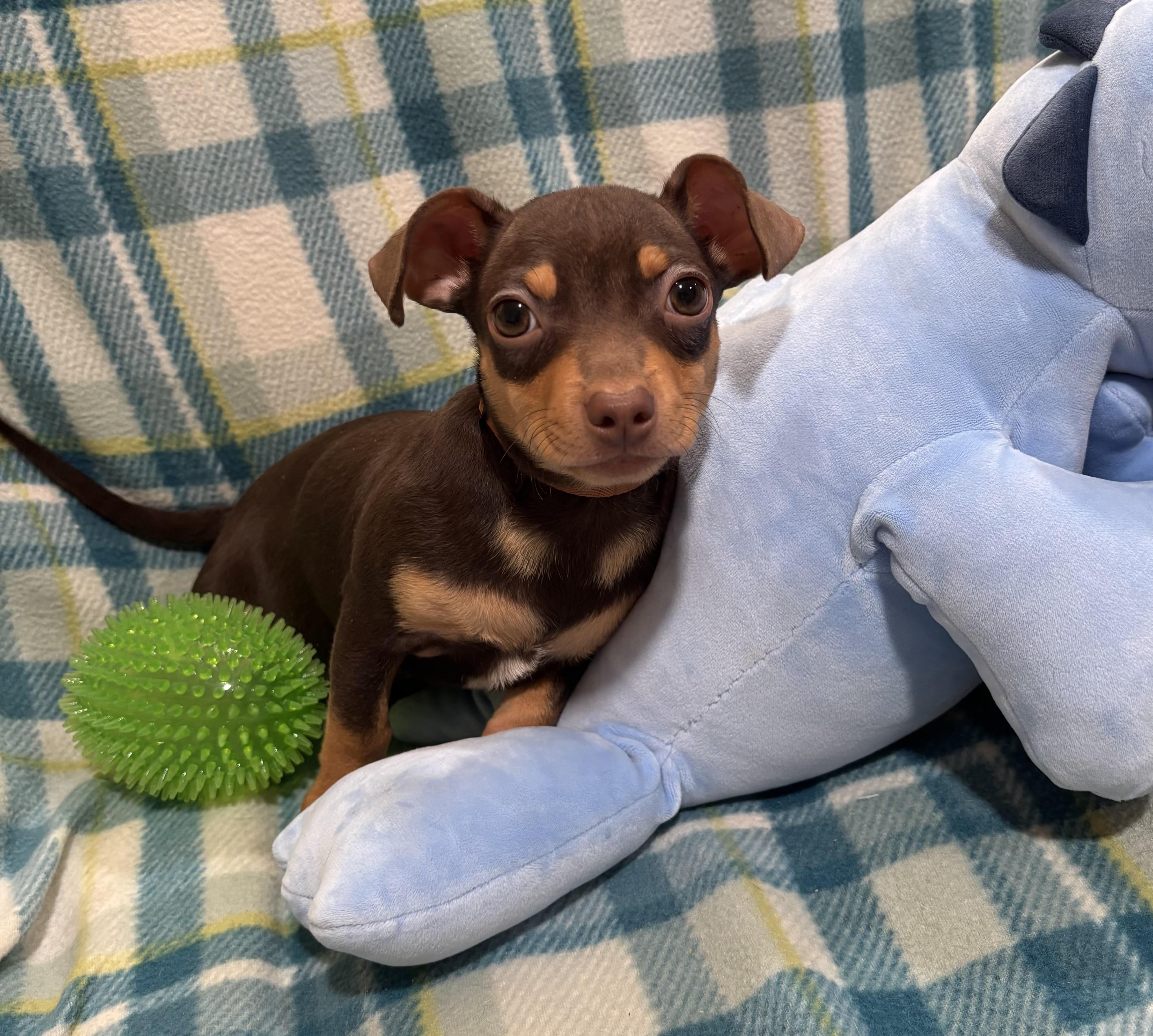 Enlarge Butterscotch , a ADOPTABLE Chihuahua in Foster, OR image 5/6