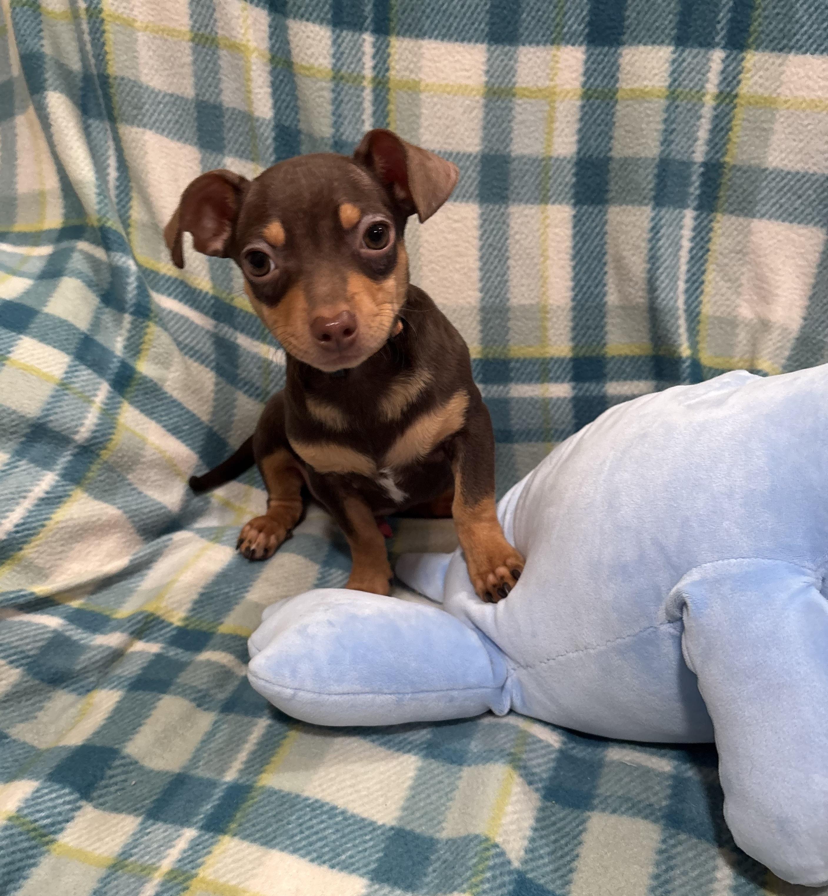 Enlarge Butterscotch , a ADOPTABLE Chihuahua in Foster, OR image 2/6