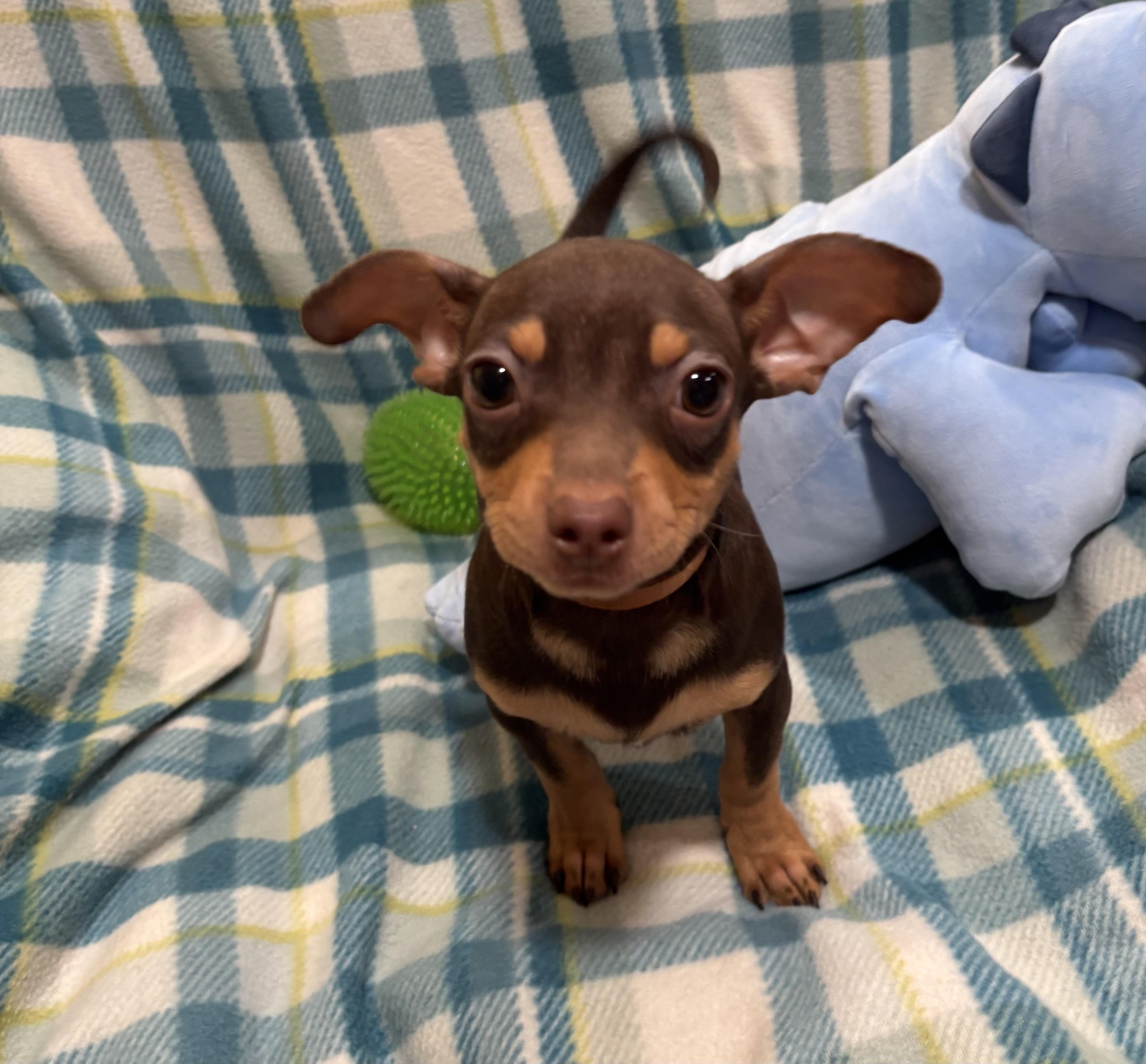 Enlarge Butterscotch , a ADOPTABLE Chihuahua in Foster, OR image 3/6