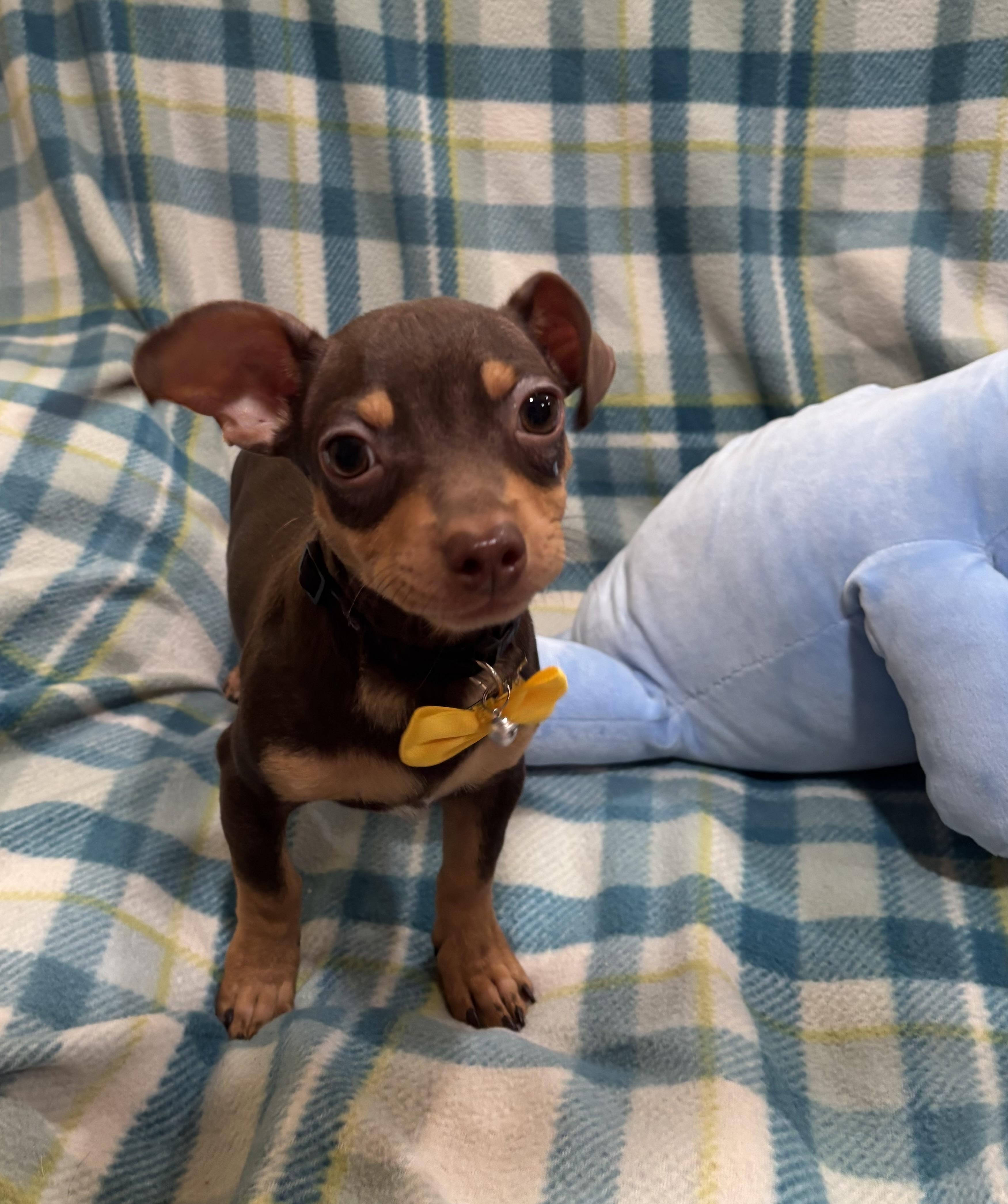 Enlarge Butterscotch , a ADOPTABLE Chihuahua in Foster, OR image 6/6